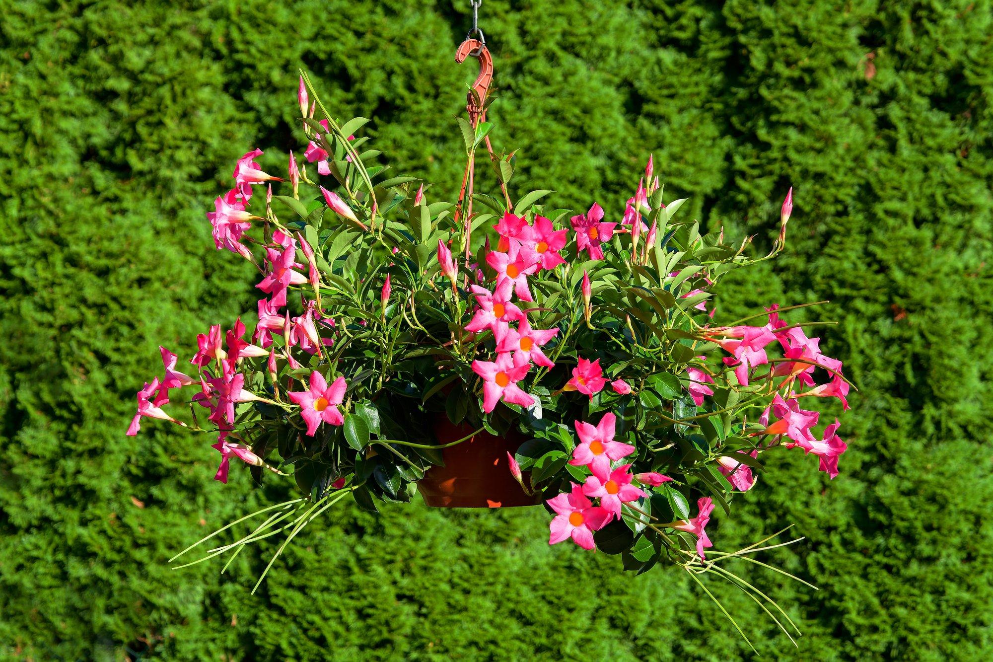 Mis taim on sundaville? Vaatamata segadusele nimega sobib see kaunitar meil aknalauale või amplisse