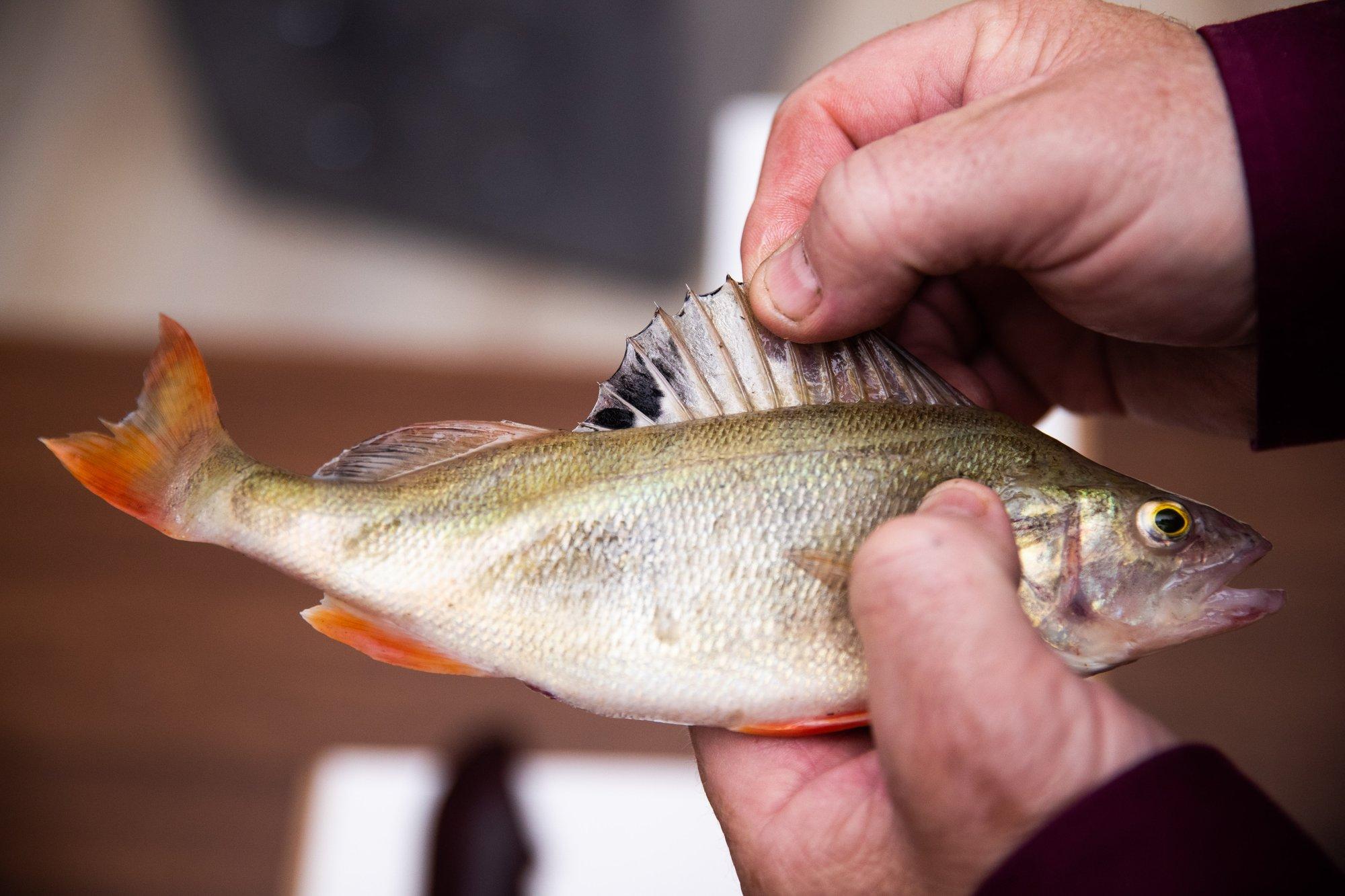 Ahned kalamehed on läinud ülekäte: „Nii mõnelgi läheb kotti kõik, mis õnge otsa satub“
