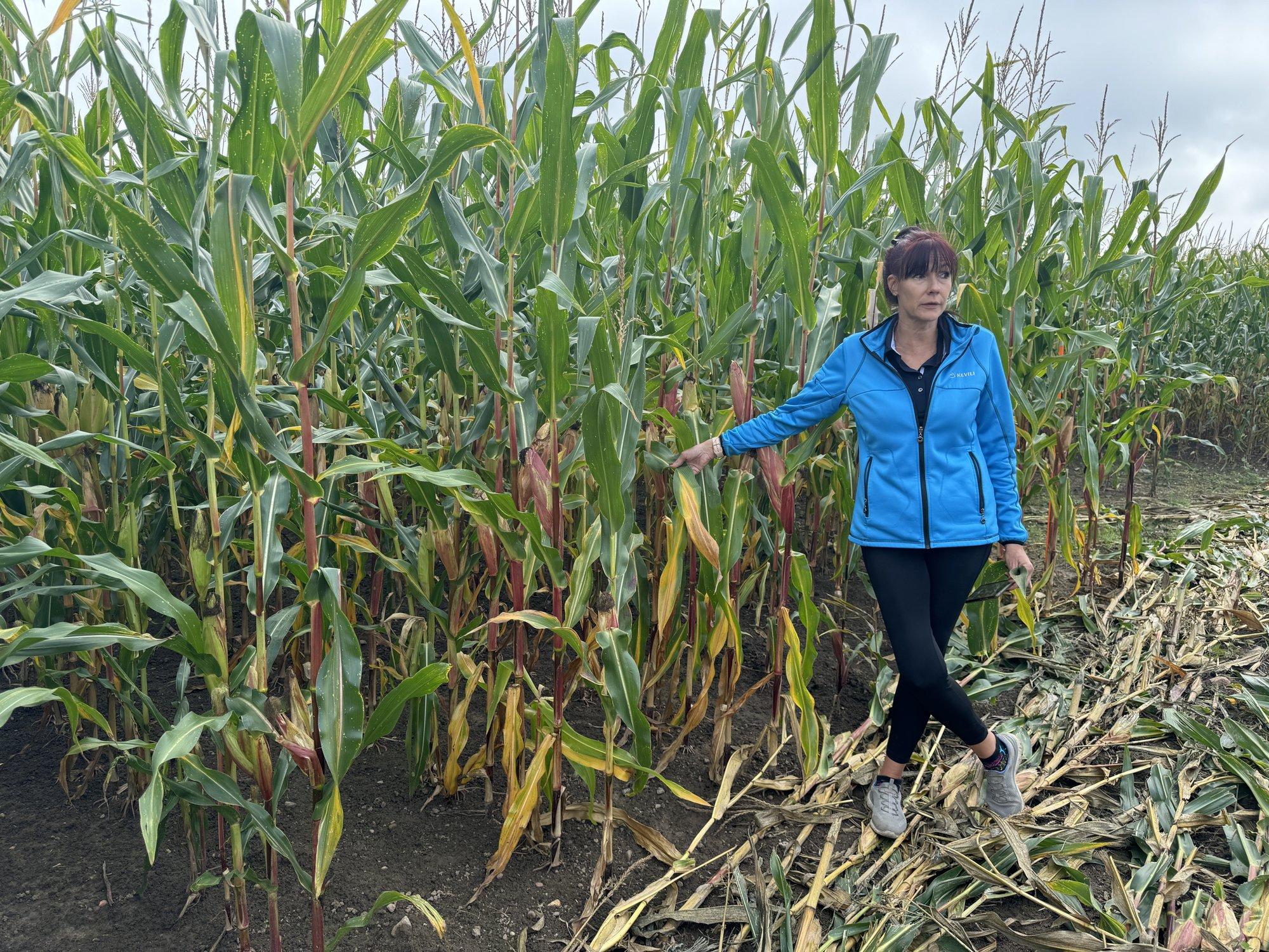 Ekspert hoiatab: uued kahjurid ründavad meie põlde