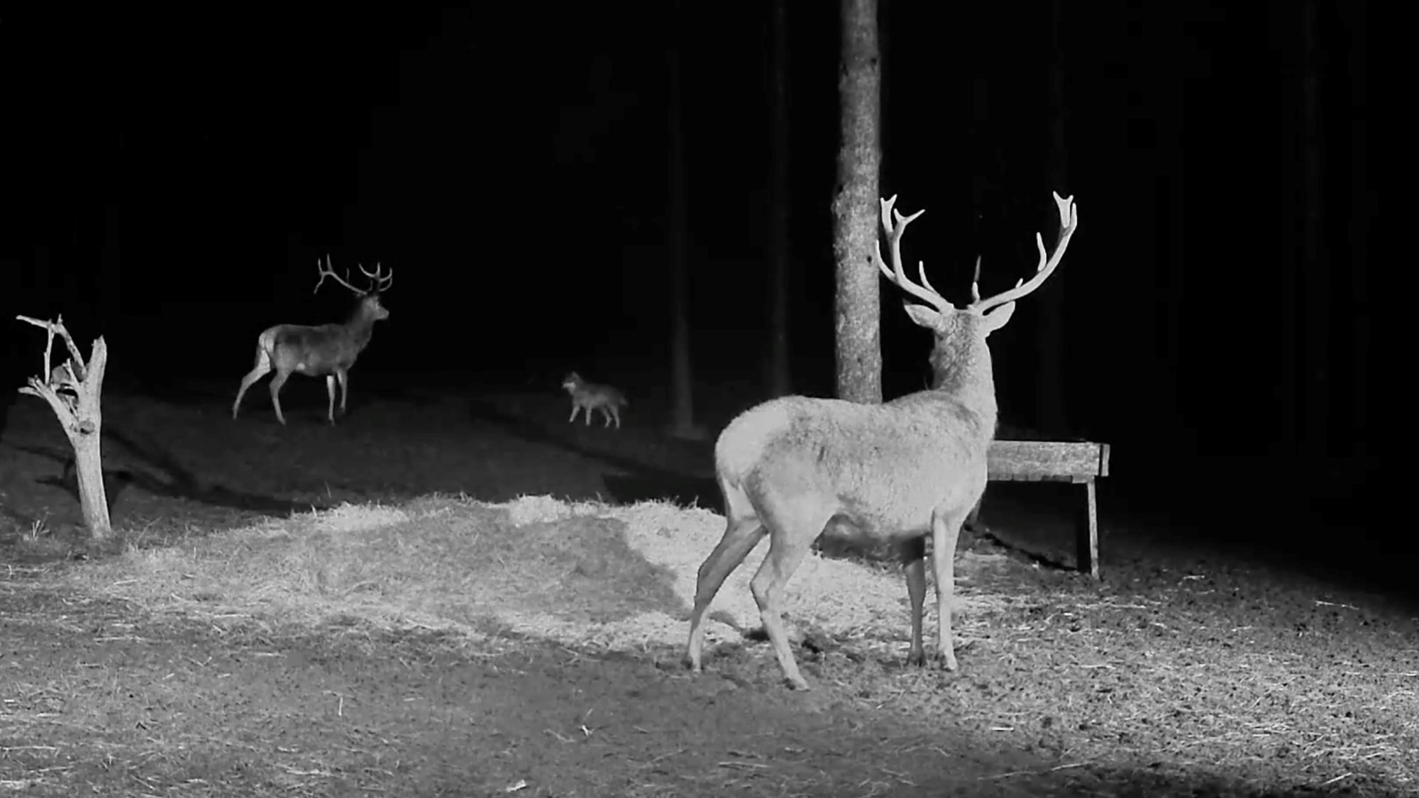 VIDEO | Ülimalt haruldane vaatepilt: Saaremaal tulid hundid hirvepulle noolima