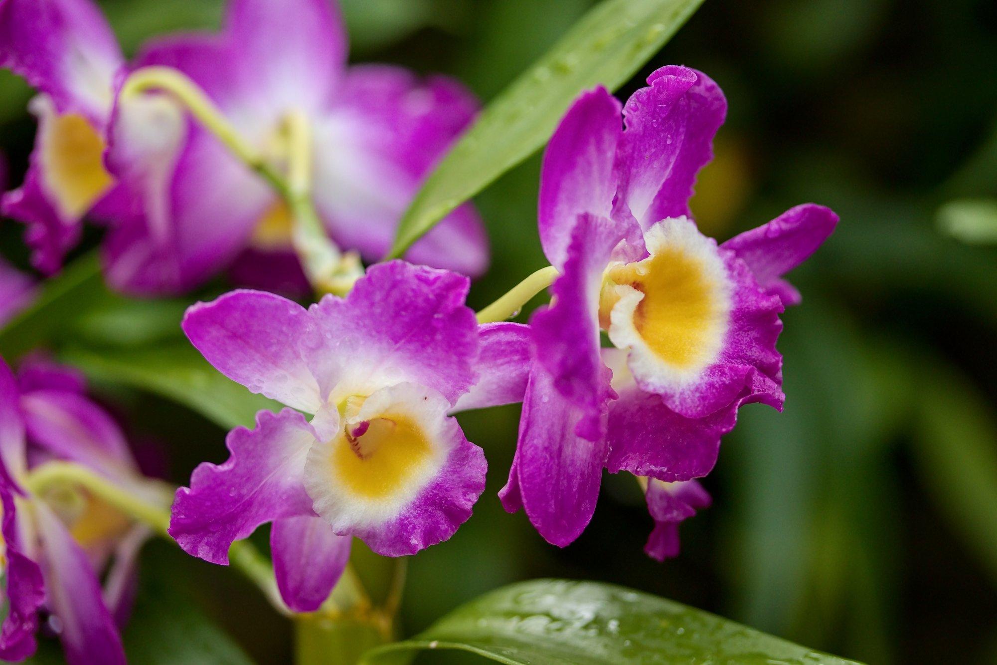 Dendroobium on kaunis ja kasulik orhidee, mida saab meil aknalaual kasvatada