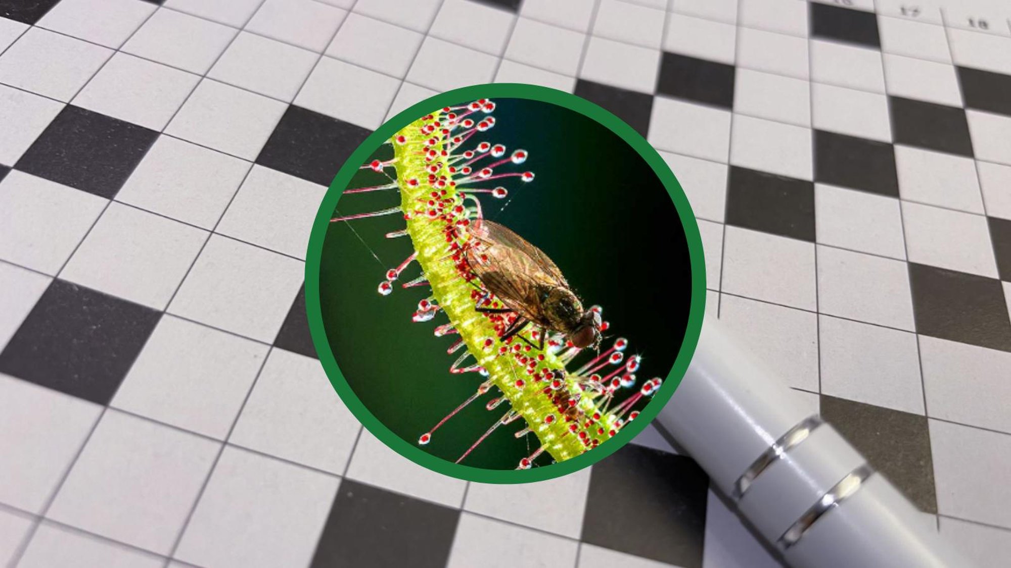 SUUR RISTSÕNA | Mis taim see selline on? Lahenda ja saa teada!