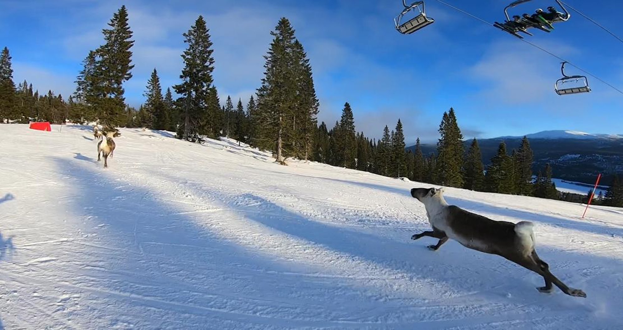 VIDEO | Ohtlik olukord! Eestlased kihutasid suurel kiirusel põdrakarja sekka