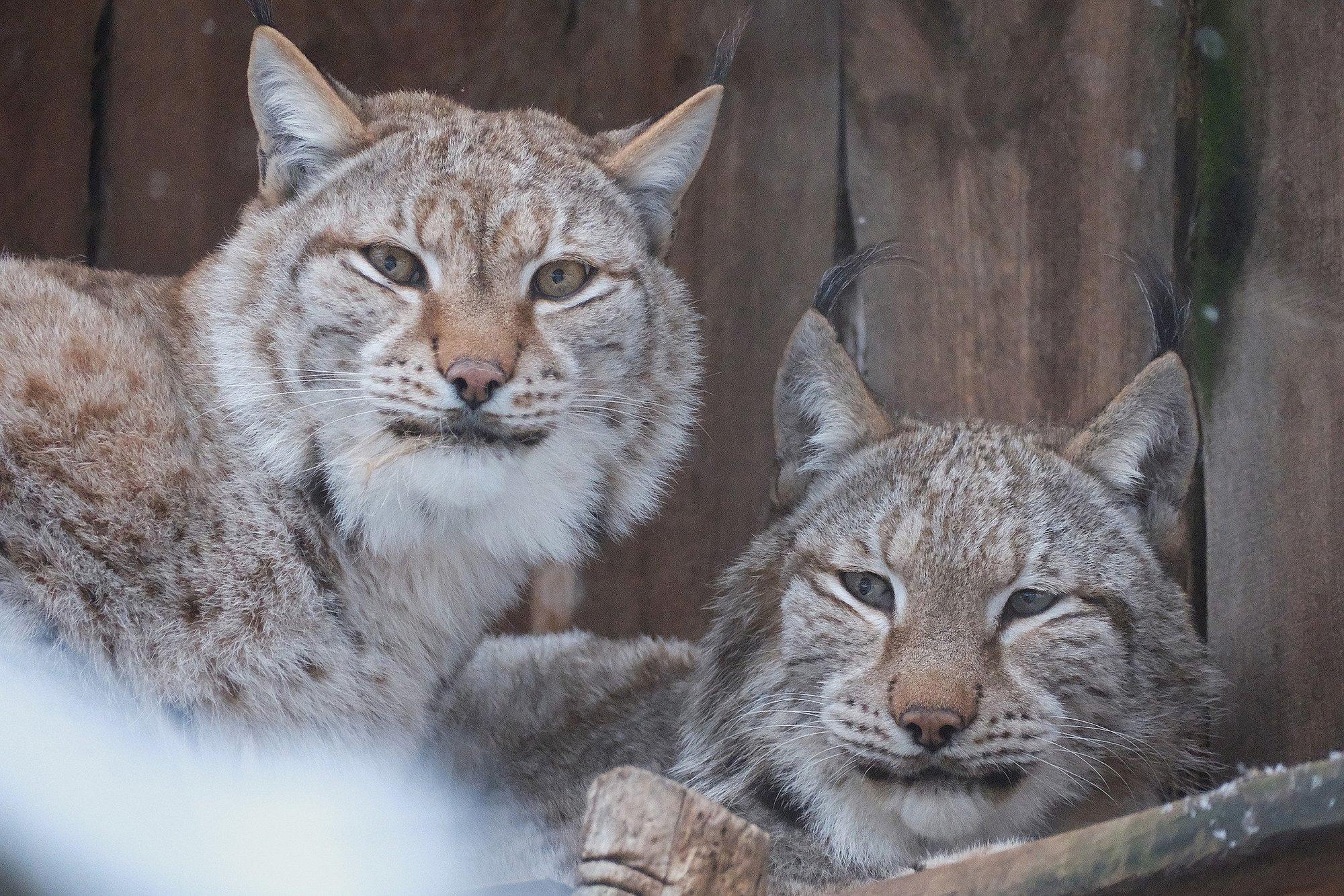 GUUD, BÄÄD & NÄDALA SÕNA | Inimesed on hakanud üheskoos kahvliga pudingut sööma