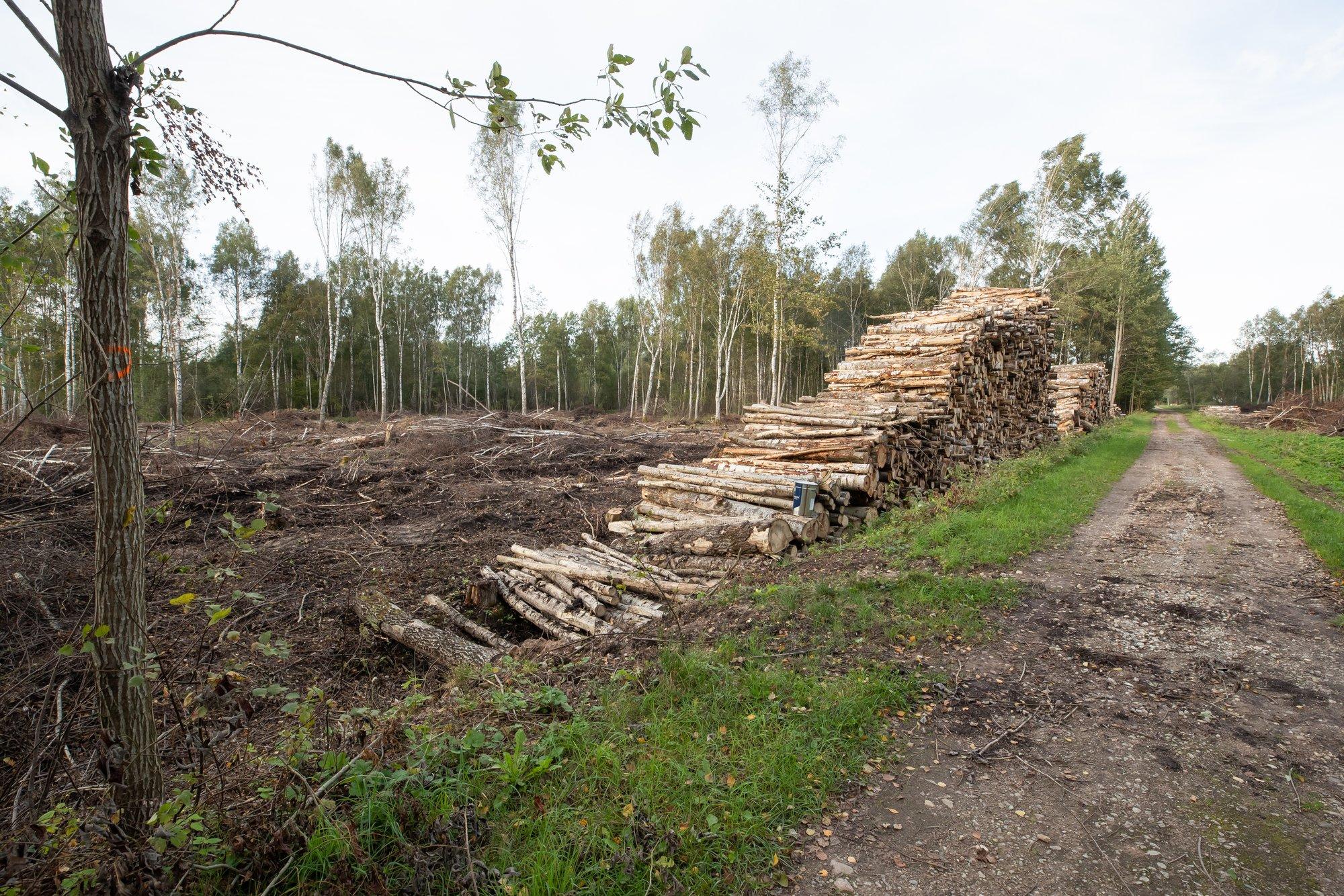Raport: Taani nõudlus biomassi järele süvendab Eesti ja Läti metsade kadumist