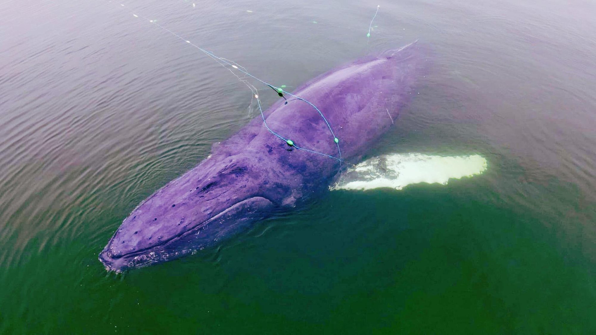 FOTOD | Läänemeres jäi kalavõrkudesse kinni väga haruldane loom