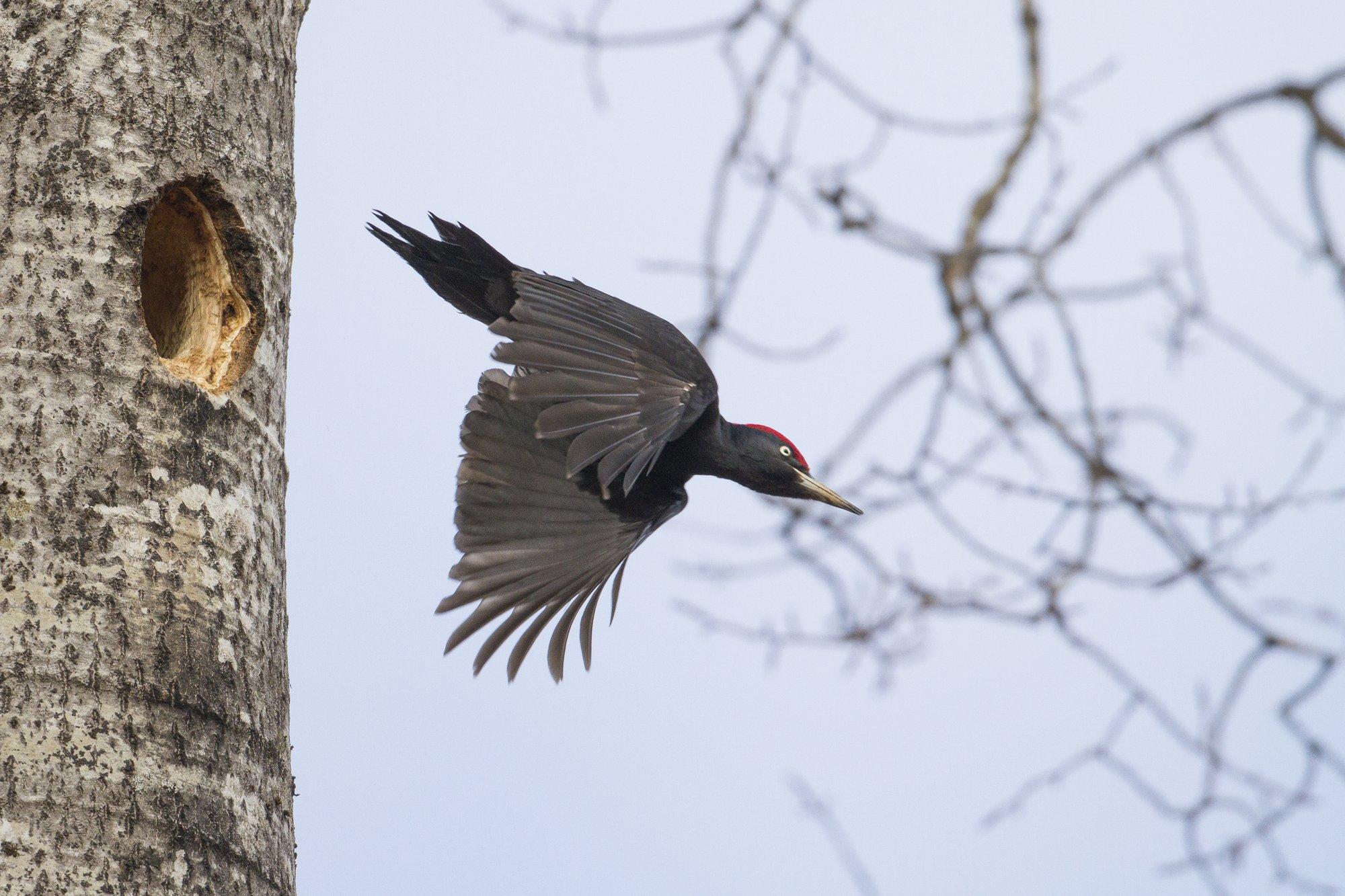 Ootamatu taaskohtumine: musträhn otsib öömaja