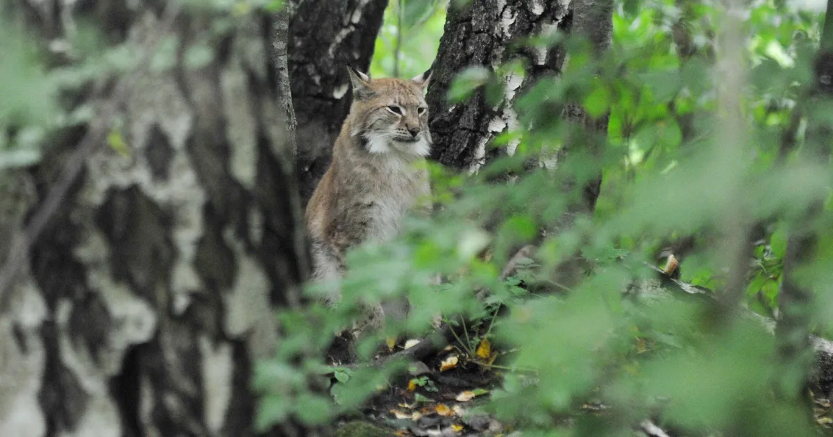 VIDEO ⟩ Tartus jäi kaamerasilma ette uudishimulik loodust nautiv tuttkõrv