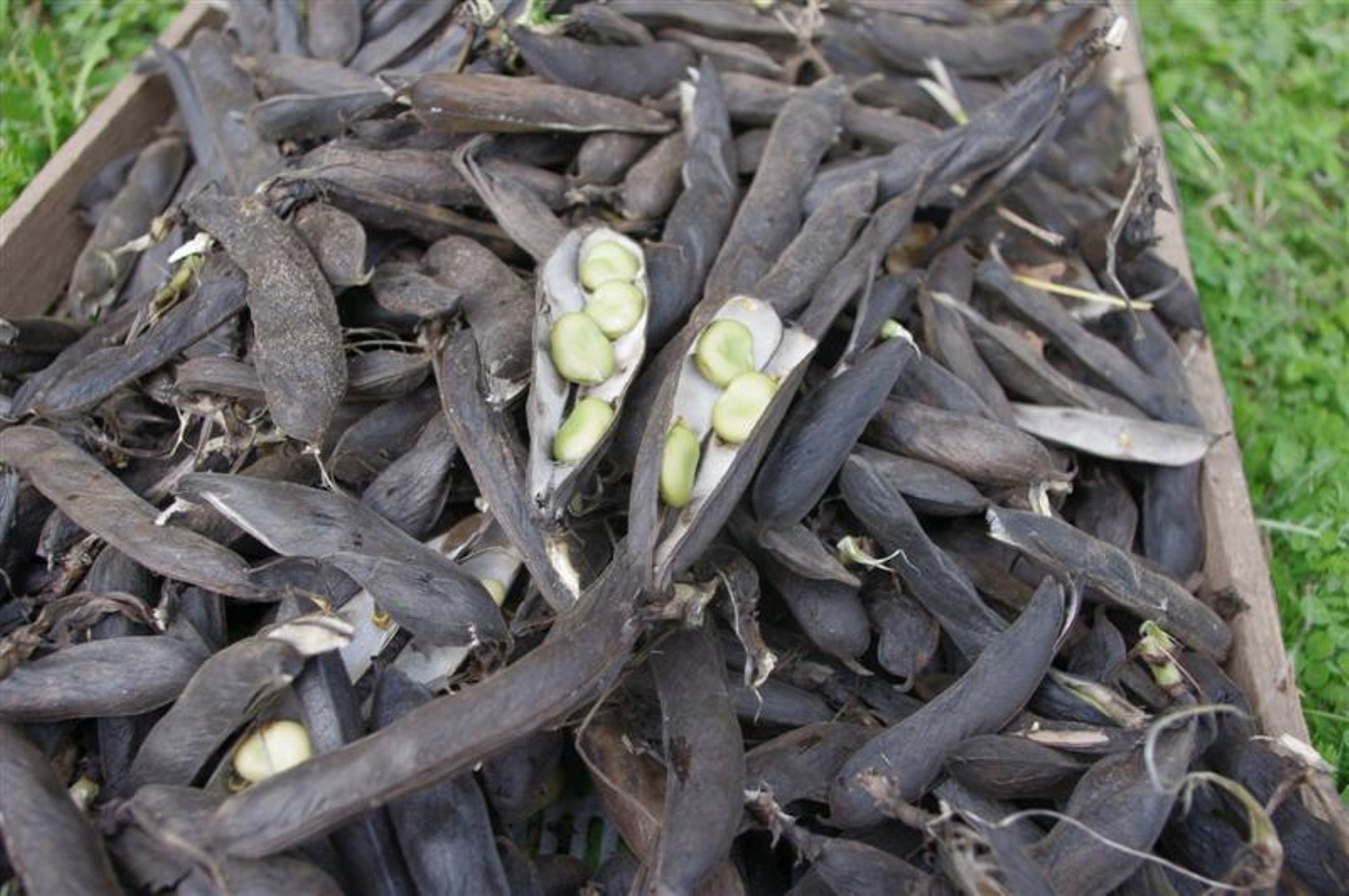 GUUD, BÄÄD & NÄDALA SÕNA | Tehisvanaema teeb petturitele tünga