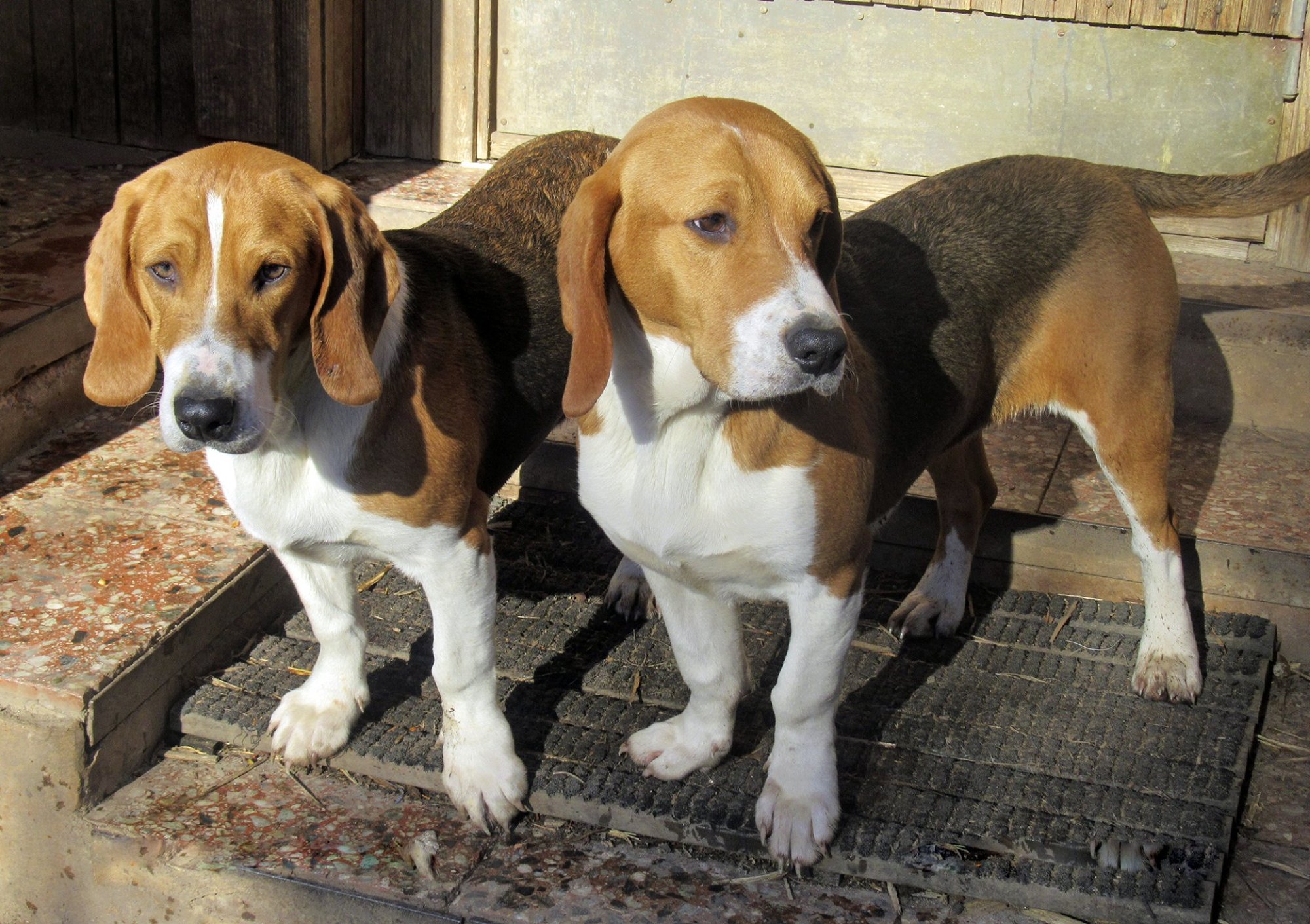 Kauni häälega rahvuslik uhkus on ainus, kes sõjapäevil Venemaalt Eestisse tohib rännata