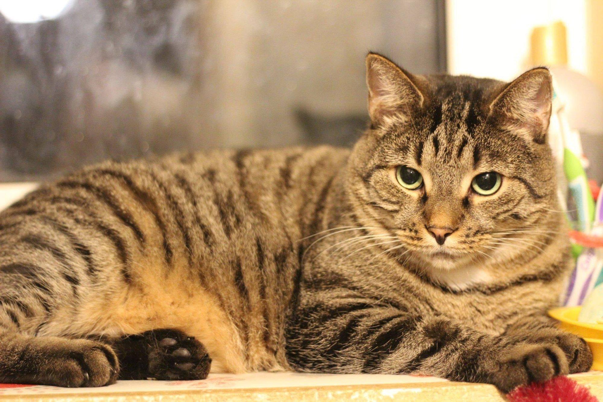 Elu möödubki oodates: Tiger Urr on oma inimest otsinud juba 8 aastat