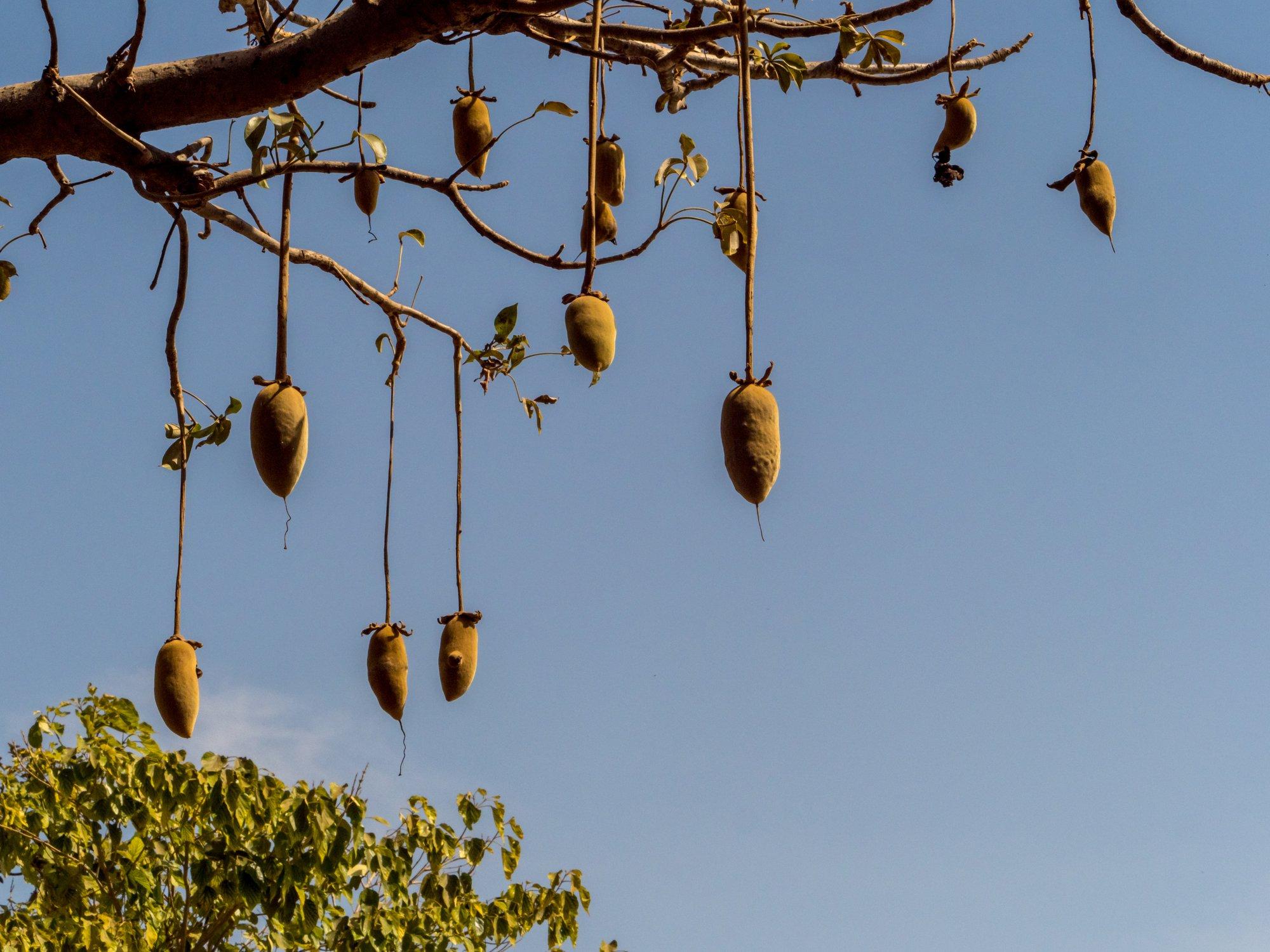 Ivo Linna mälumäng 297. Millist puud kutsutakse Aafrikas tema viljade tõttu ka surnud roti puuks?