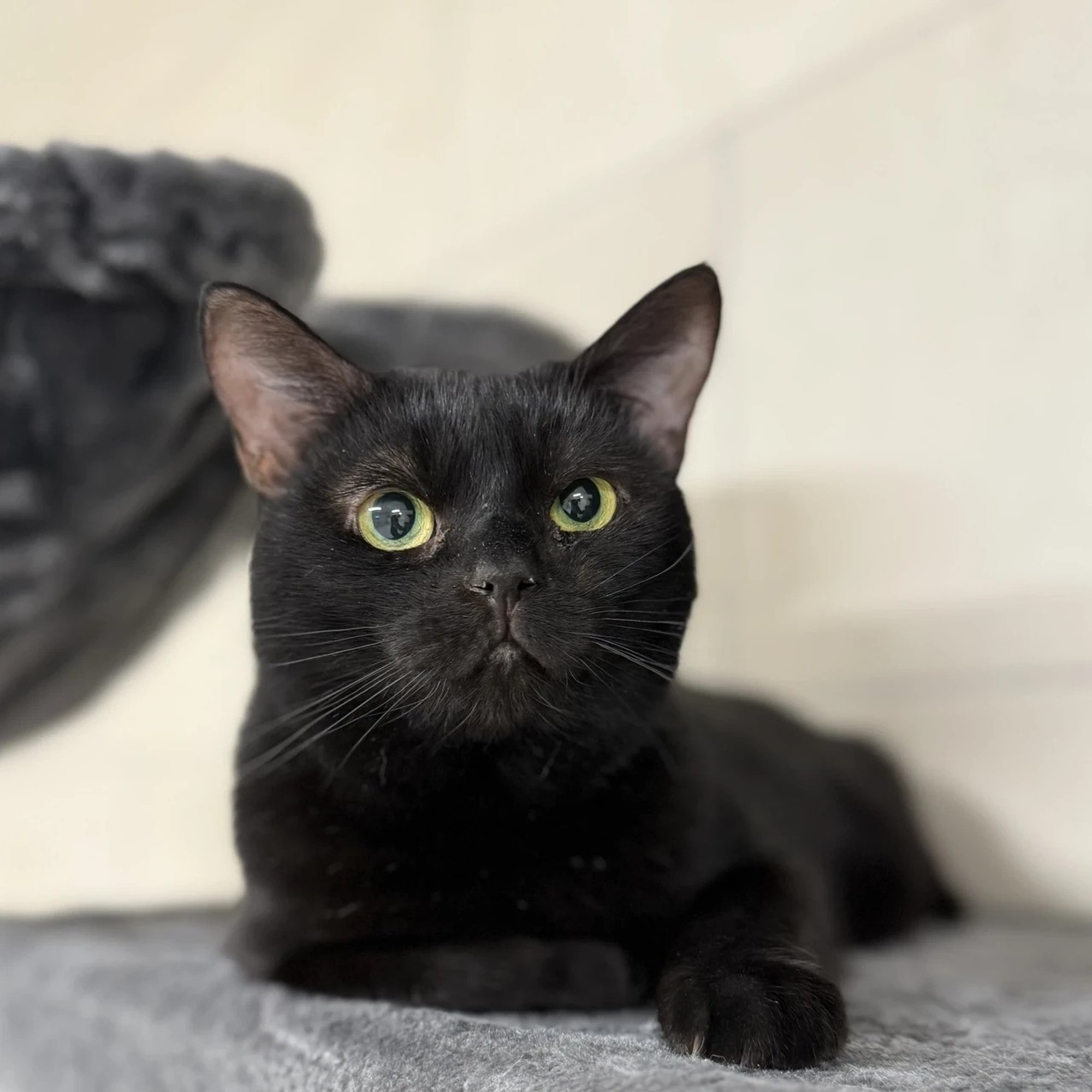 TAHAKS KOJU | Must müsteerium Süsi loodab, et tema truudust märgatakse