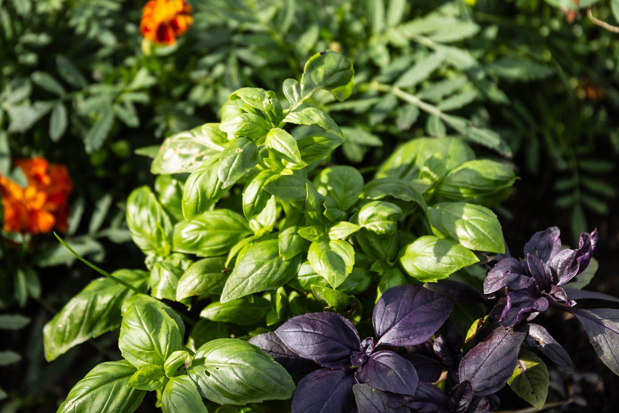 Maitse- ja ravimtaimede külvitabel ehk millal mis seemned mulda panna. Lisatud Thuni külvikalender