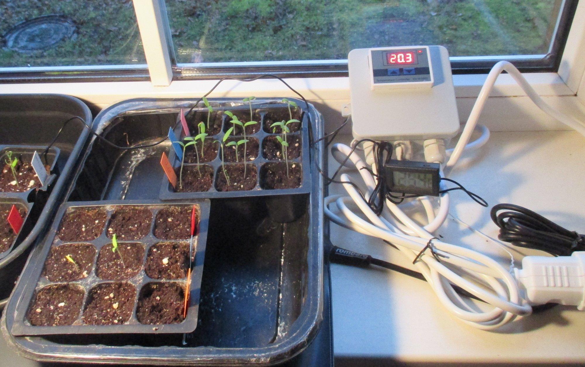 Ettekülv alaku: seemnete muldapanekuks tuleb leida õige aeg ja sobivad tingimused