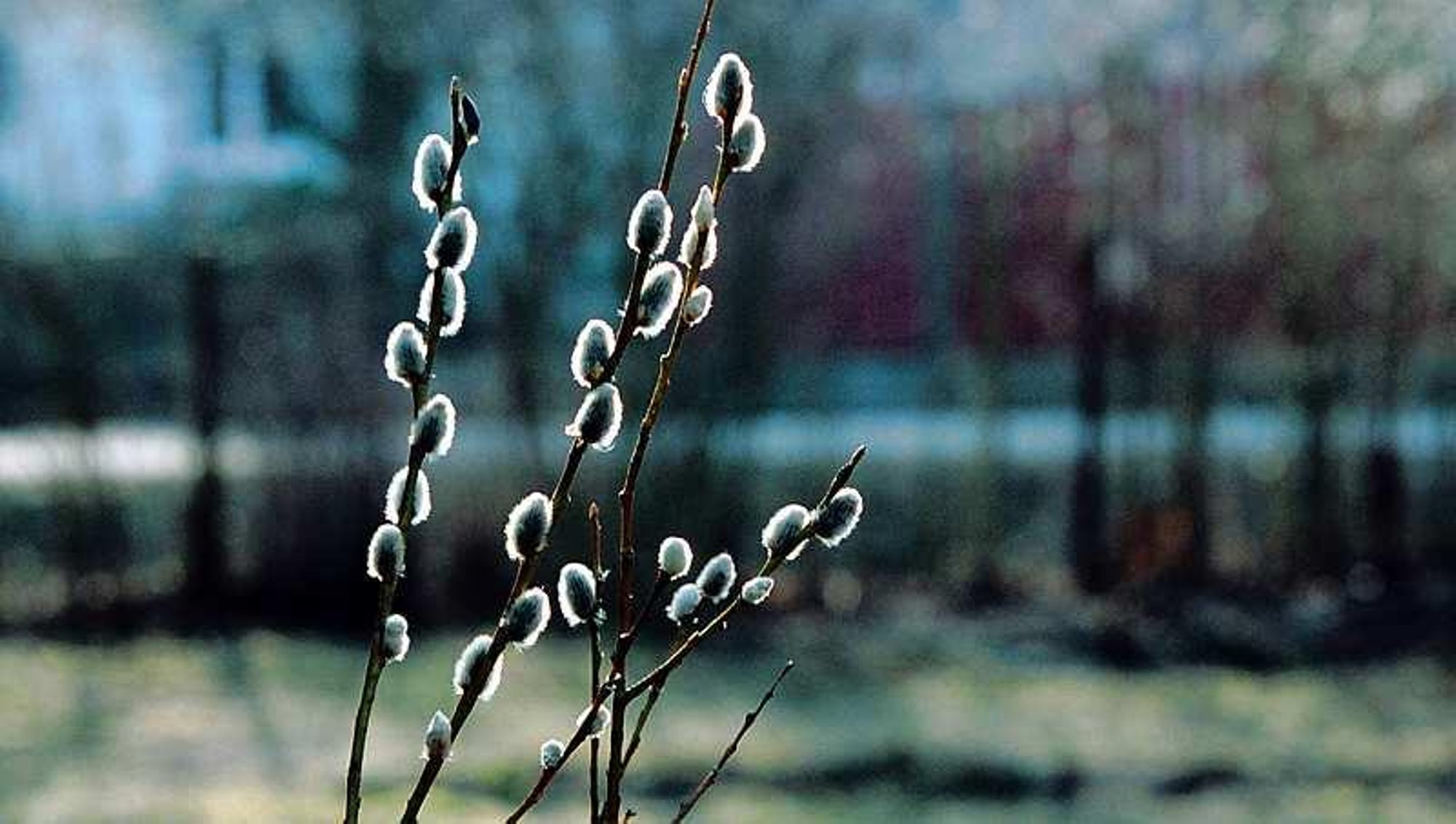 ILMAPROGNOOS | Märts algab väga soojade ilmadega