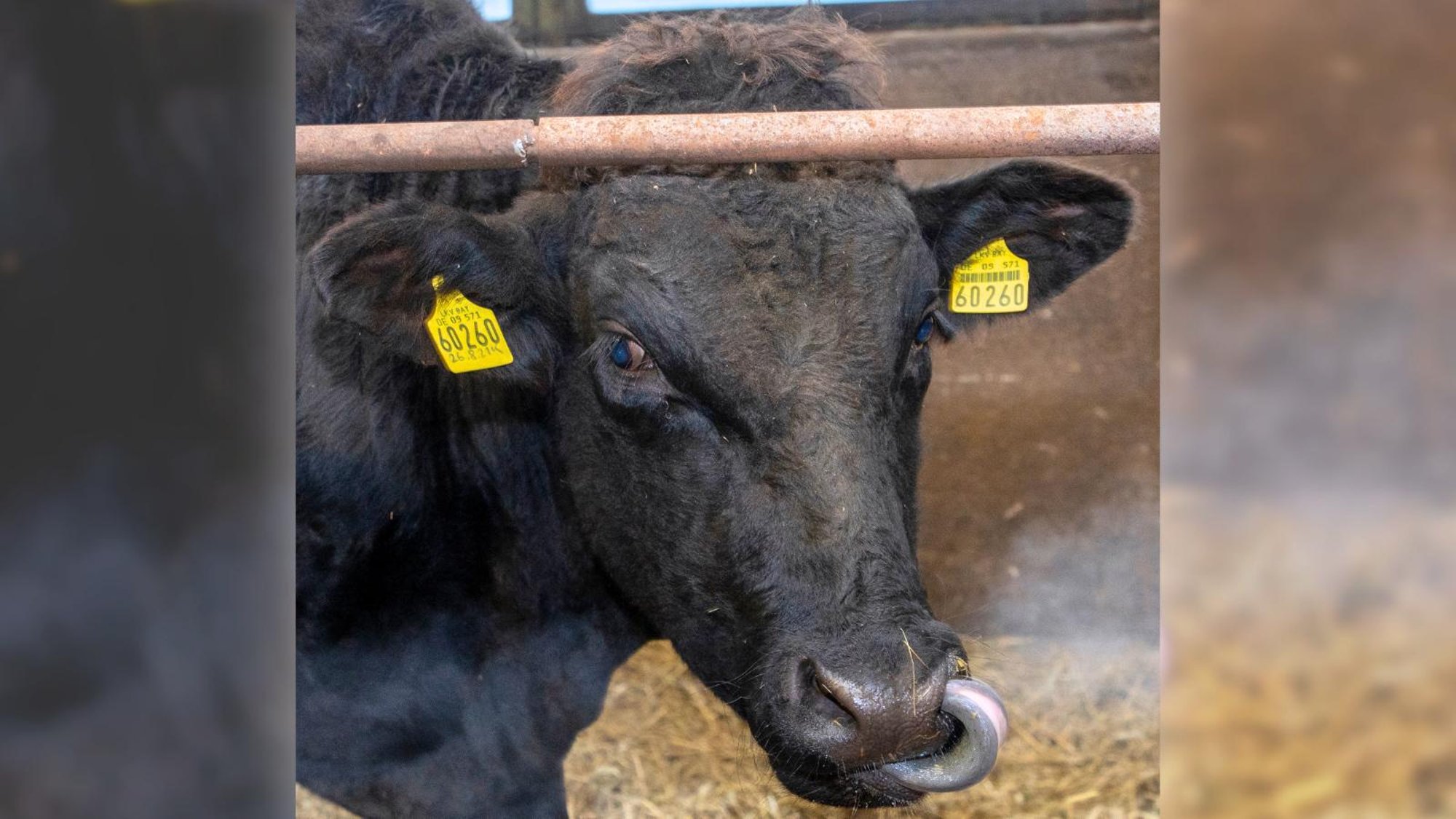 Eesti tõuveised vallutavad Aserbaidžaani: 4000 looma on müüdud, järgmine partii tellitud