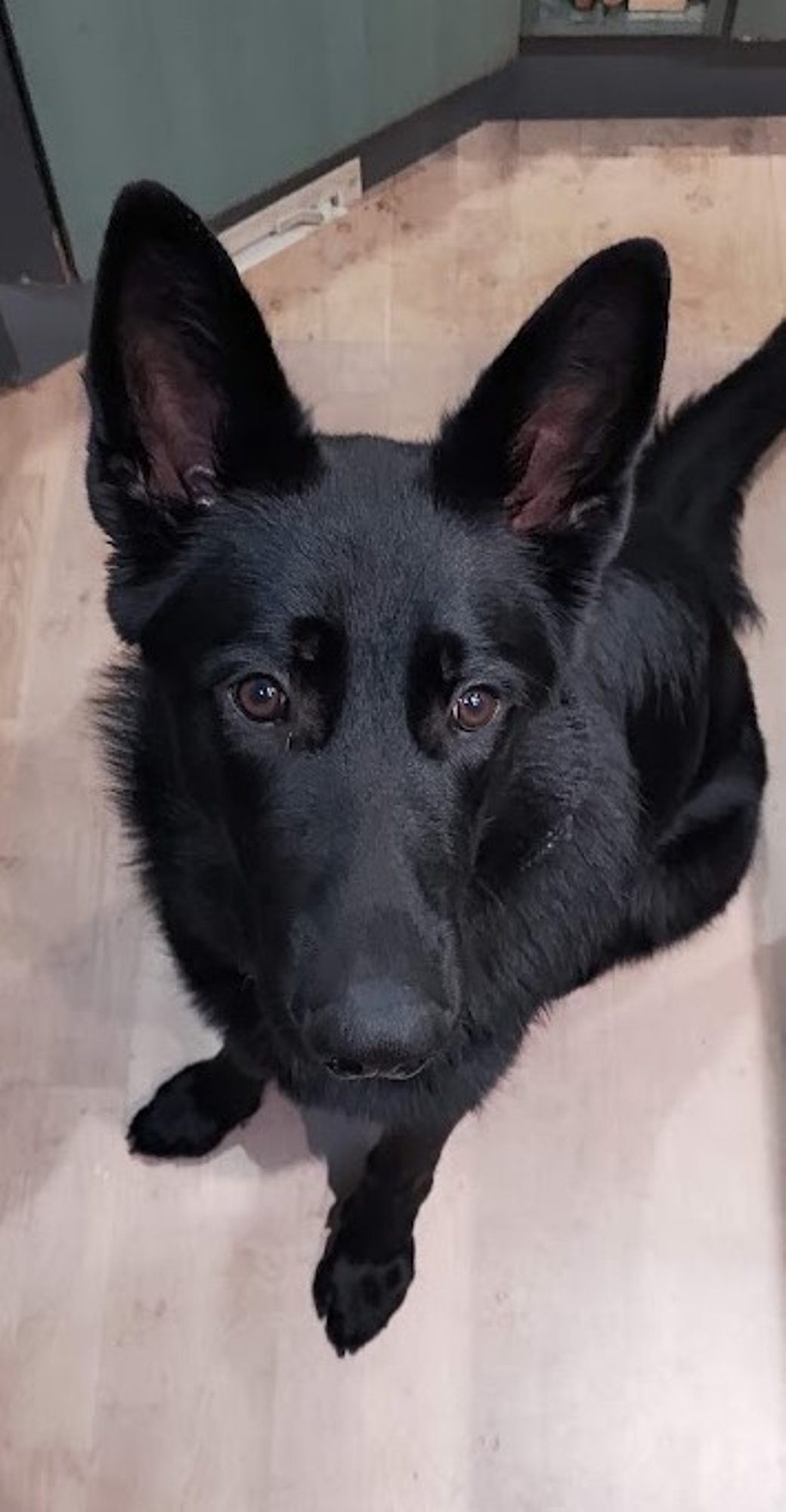 Loomaarst Tiina Toomet: ära anda armas, sõnakuulelik, julge ja inimsõbralik koer