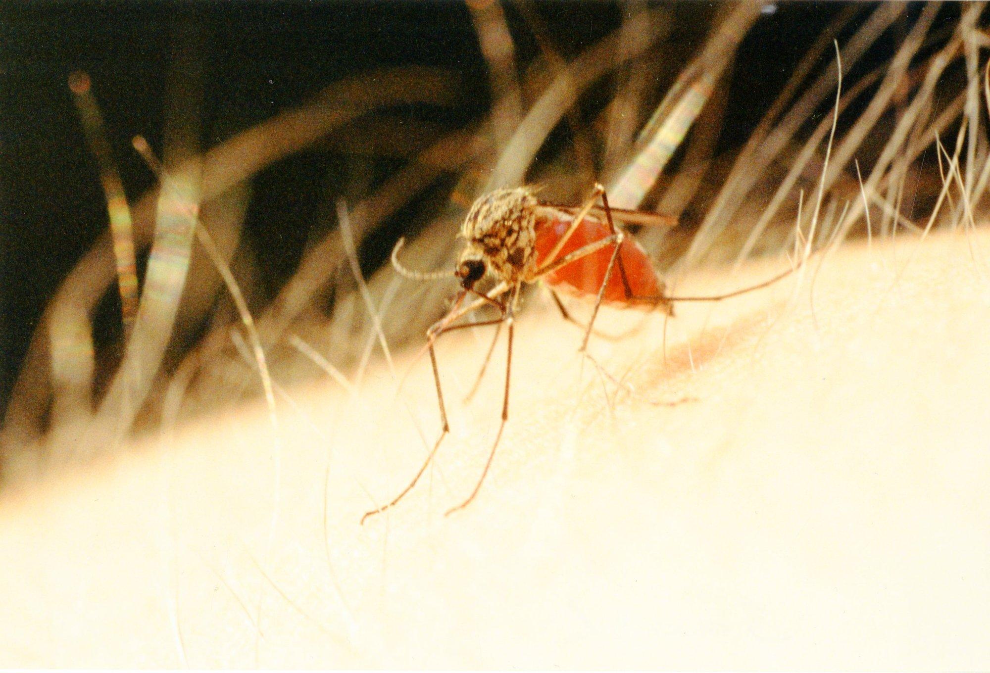 HEA TEADA | Kuidas peletada tüütuid sääski?