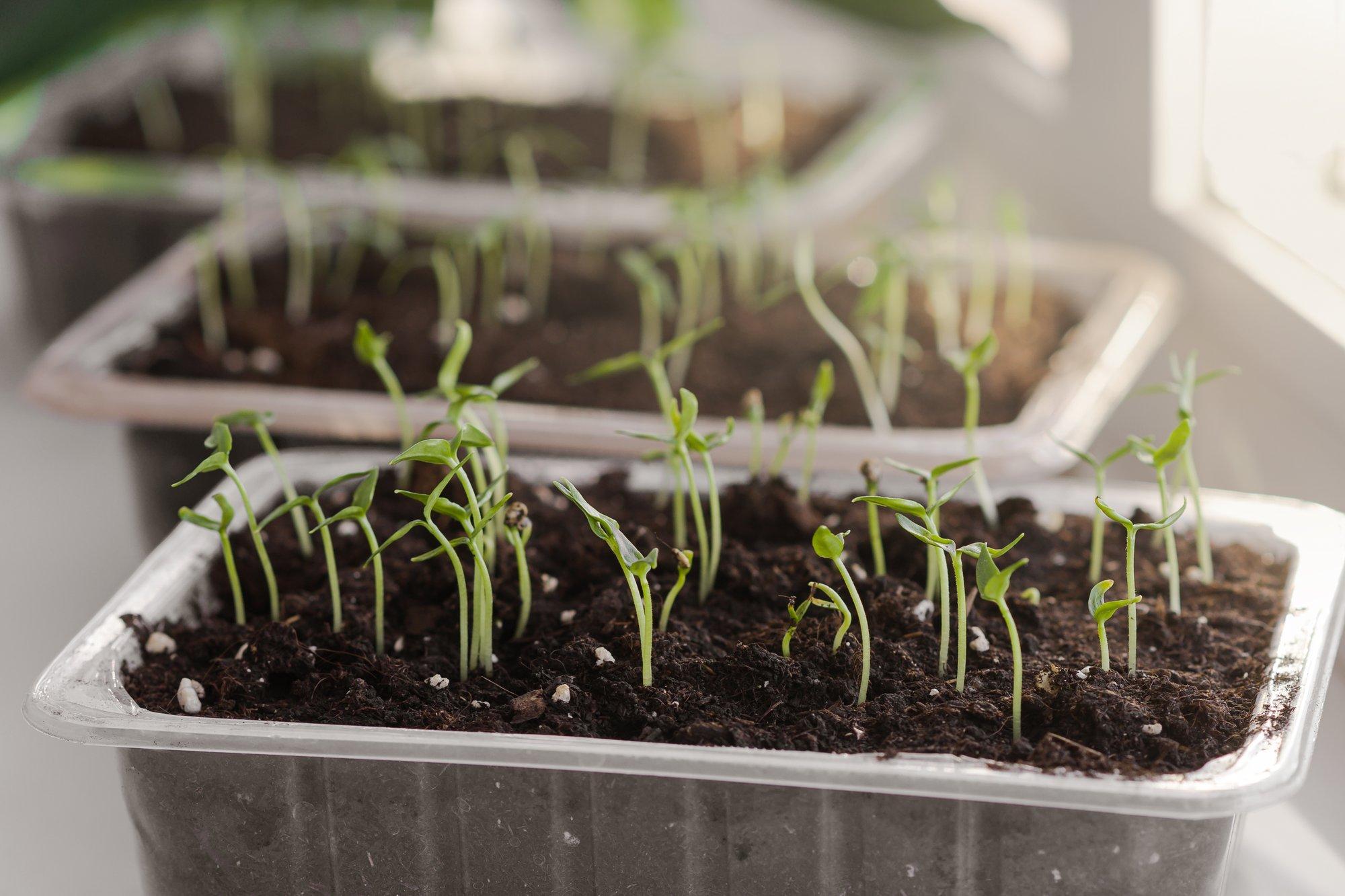 Aiatööd, mis tuleks veebruarikuus kindlasti ette võtta