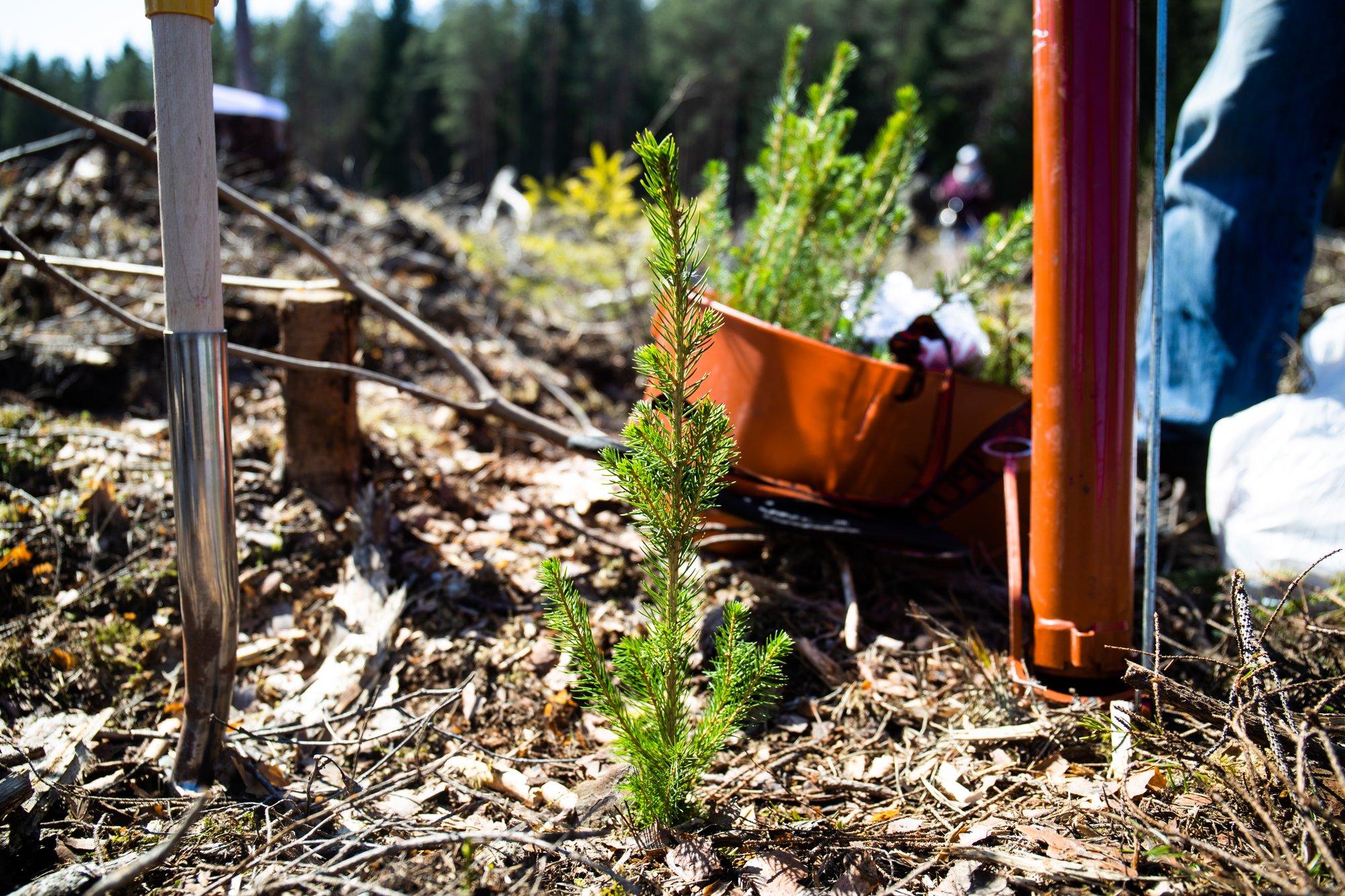 10 olulist maksumuudatust, mida iga metsaomanik teadma peab