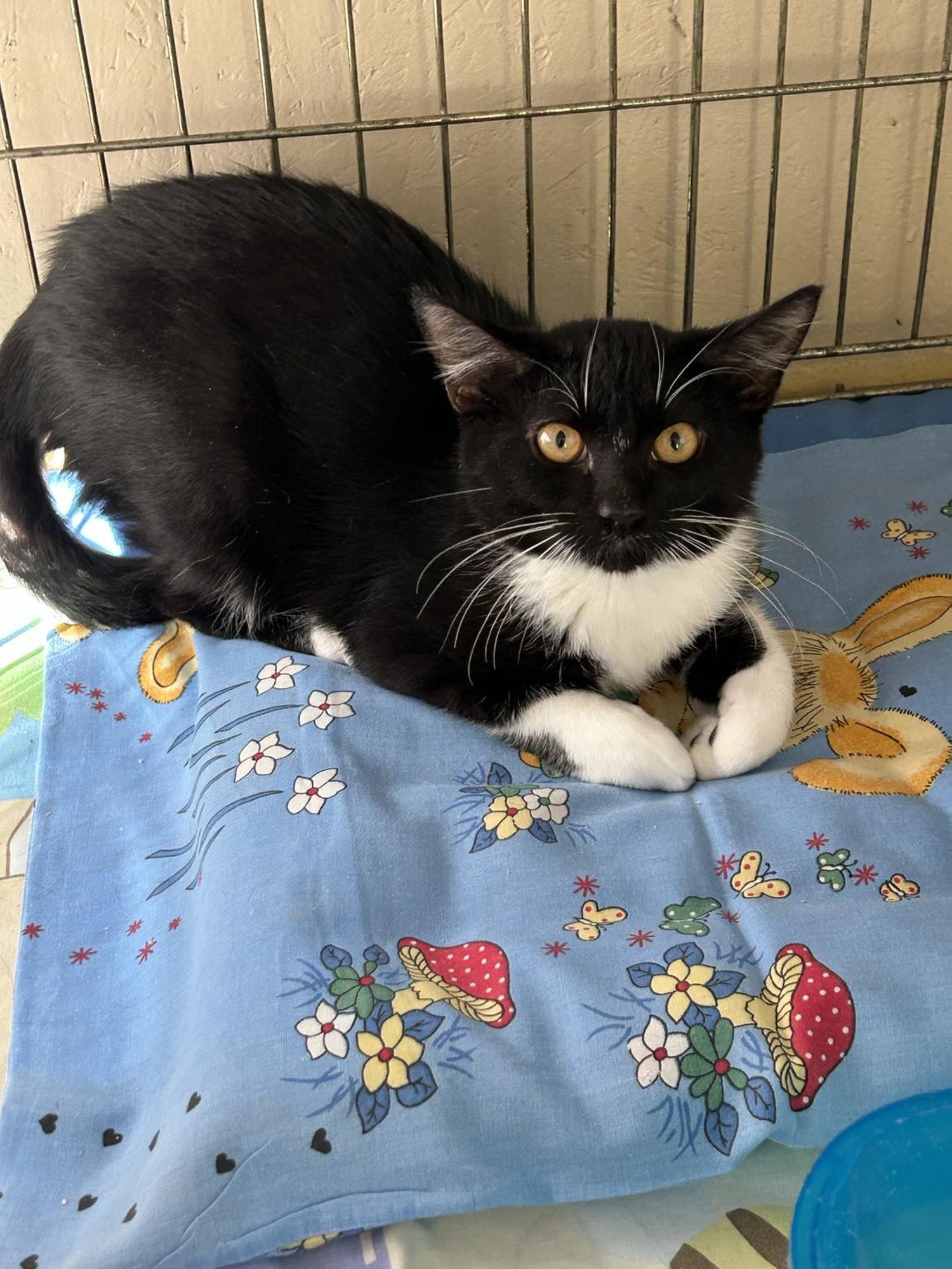 TAHAKS KOJU | Imelise muutumise läbinud Boston jagaks head-paremat nii loomade kui inimestega