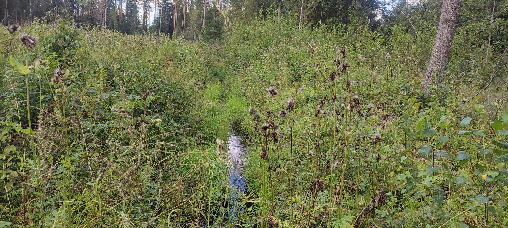 Turbametsade professor: metsade üleujutamine soodustab kliima soojenemist vähemalt järgmised sada aastat