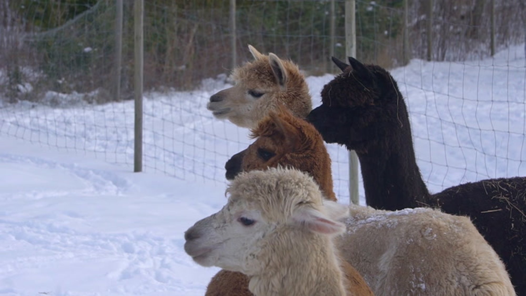 VIDEO | Karvased kaisuloomad võtavad kolmveerand tundi hoogu, siis võib neid kallistada