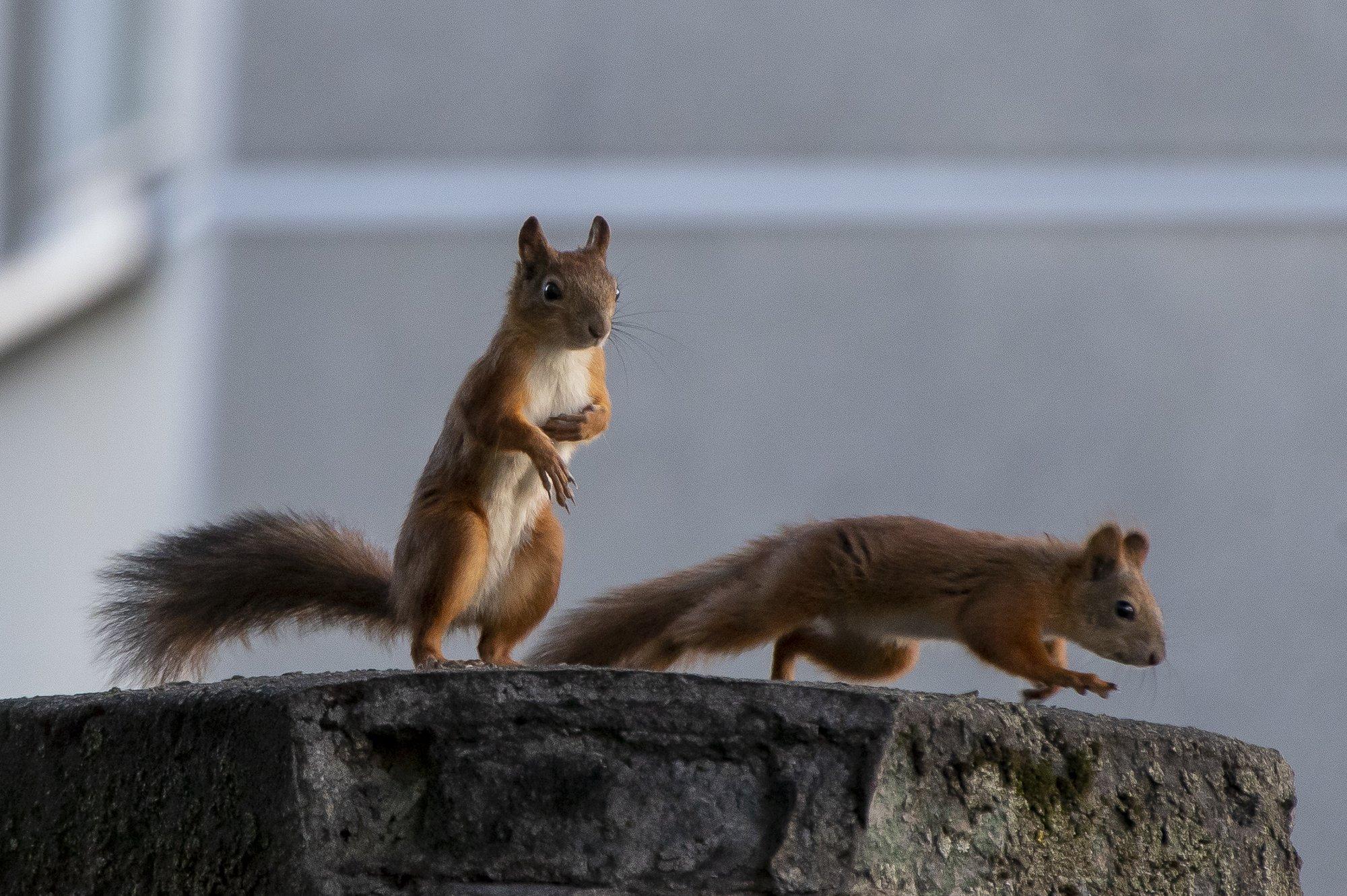 POLIITKOLUMNIST | Palju õnne sõbrapäevaks - peredelt võetakse raha jälle vähemaks. Kus on lubatud paremad teenused?