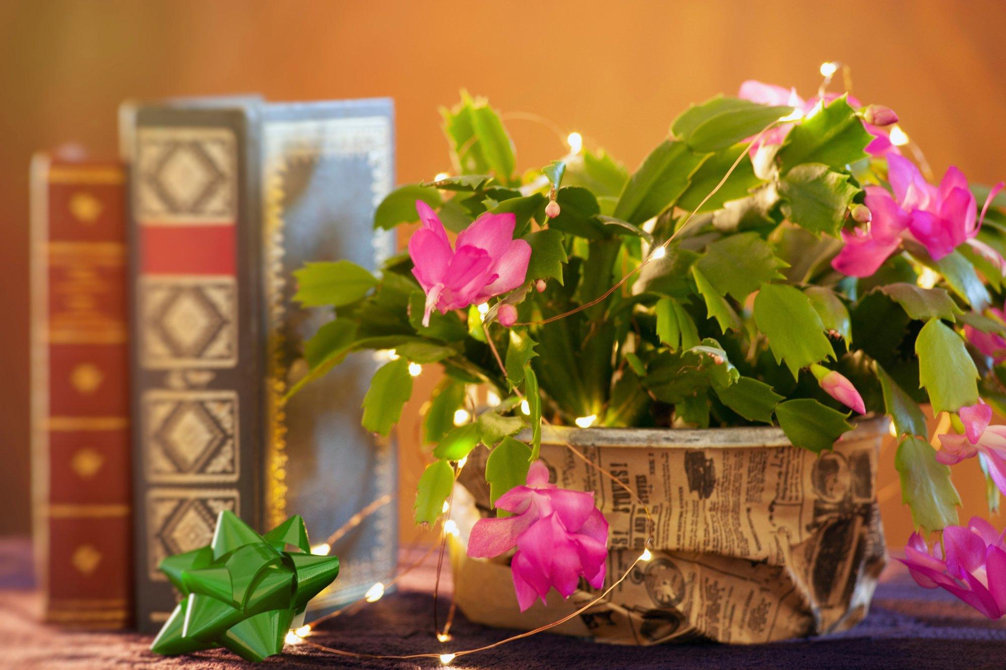 Jõulukaktus läheb puhkusele