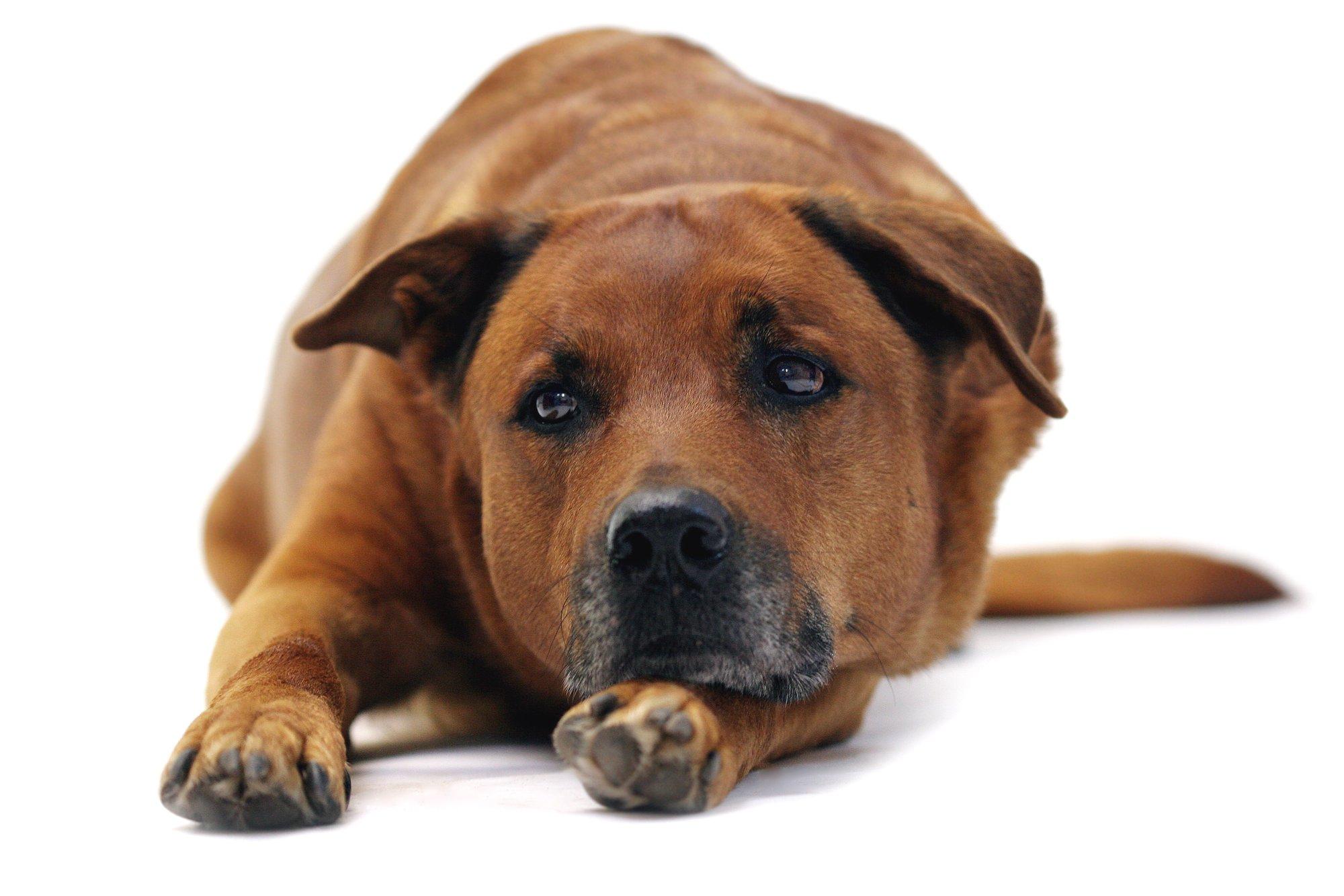 Millal on koer vana ja kuidas sellest aru saada? Esimesed märgid võivad ilmneda varem, kui arvad!