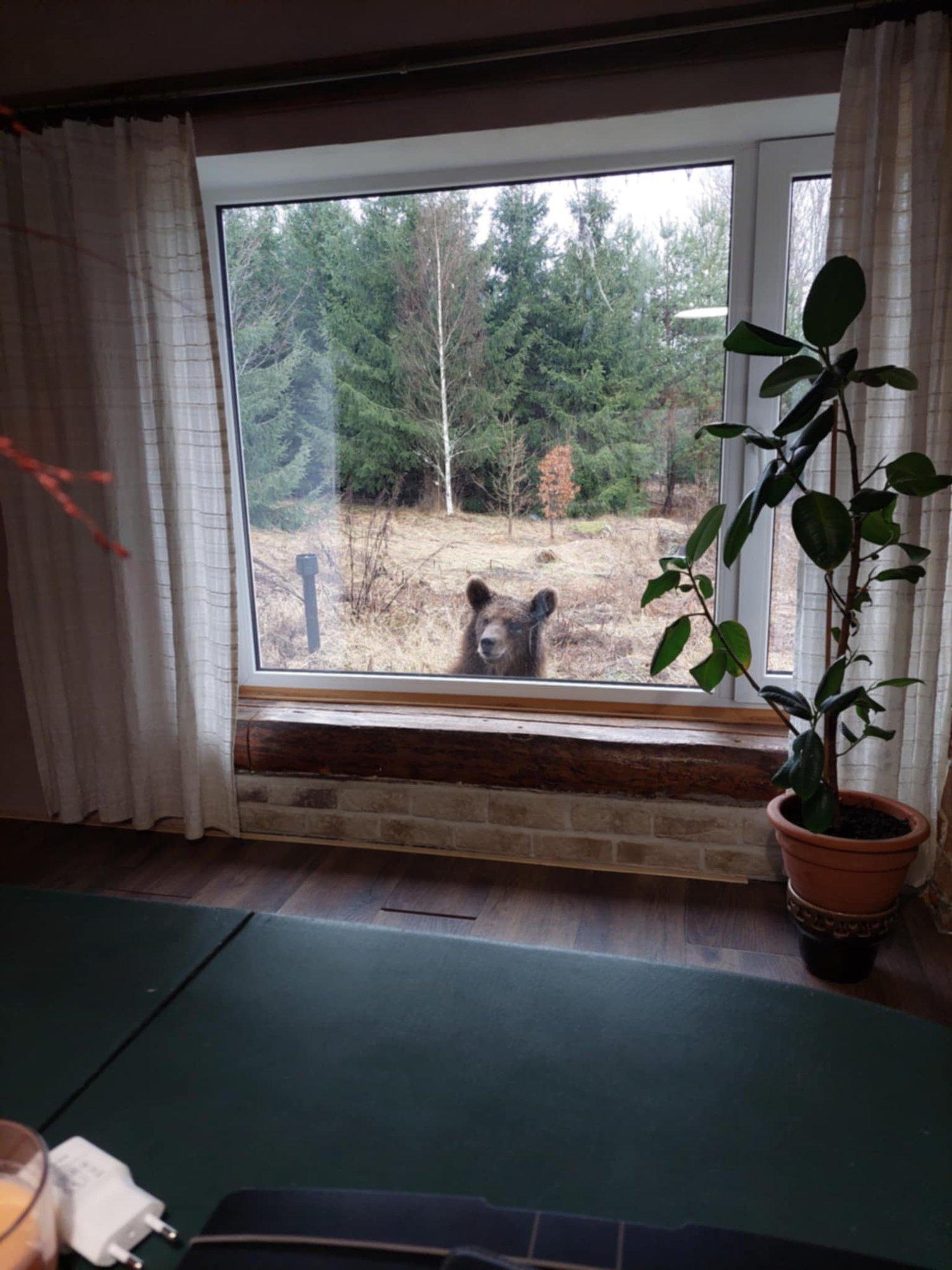 FOTO | Põlvamaal vaatas akna taga vastu karu. Ilmselt oli tegu telesaates kuulsust kogunud loomaga