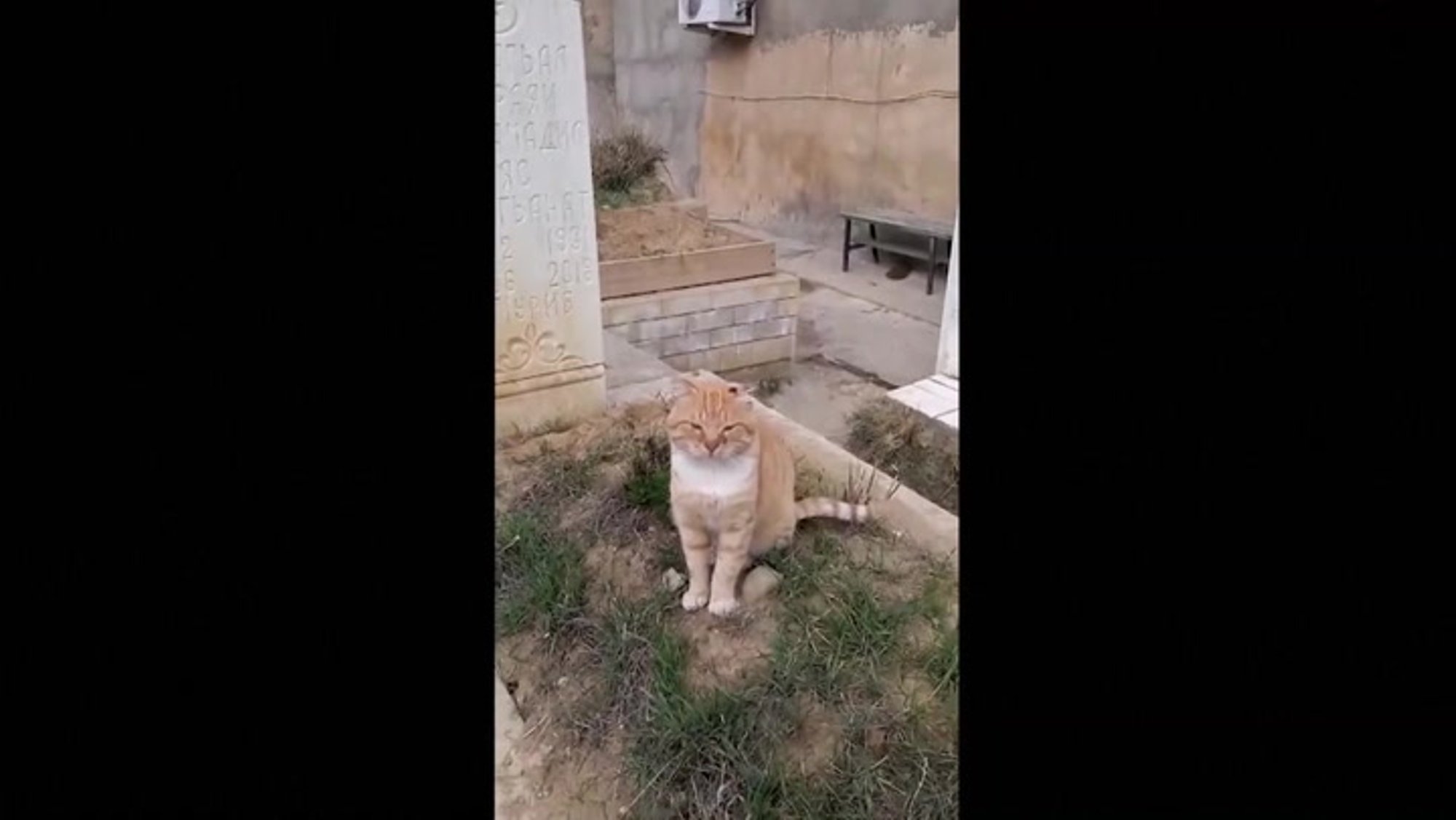 SÜDANTLÕHESTAV VIDEO | 7 aastat peremehe haualt lahkumast keeldunud kass viidi viimaks kliinikusse