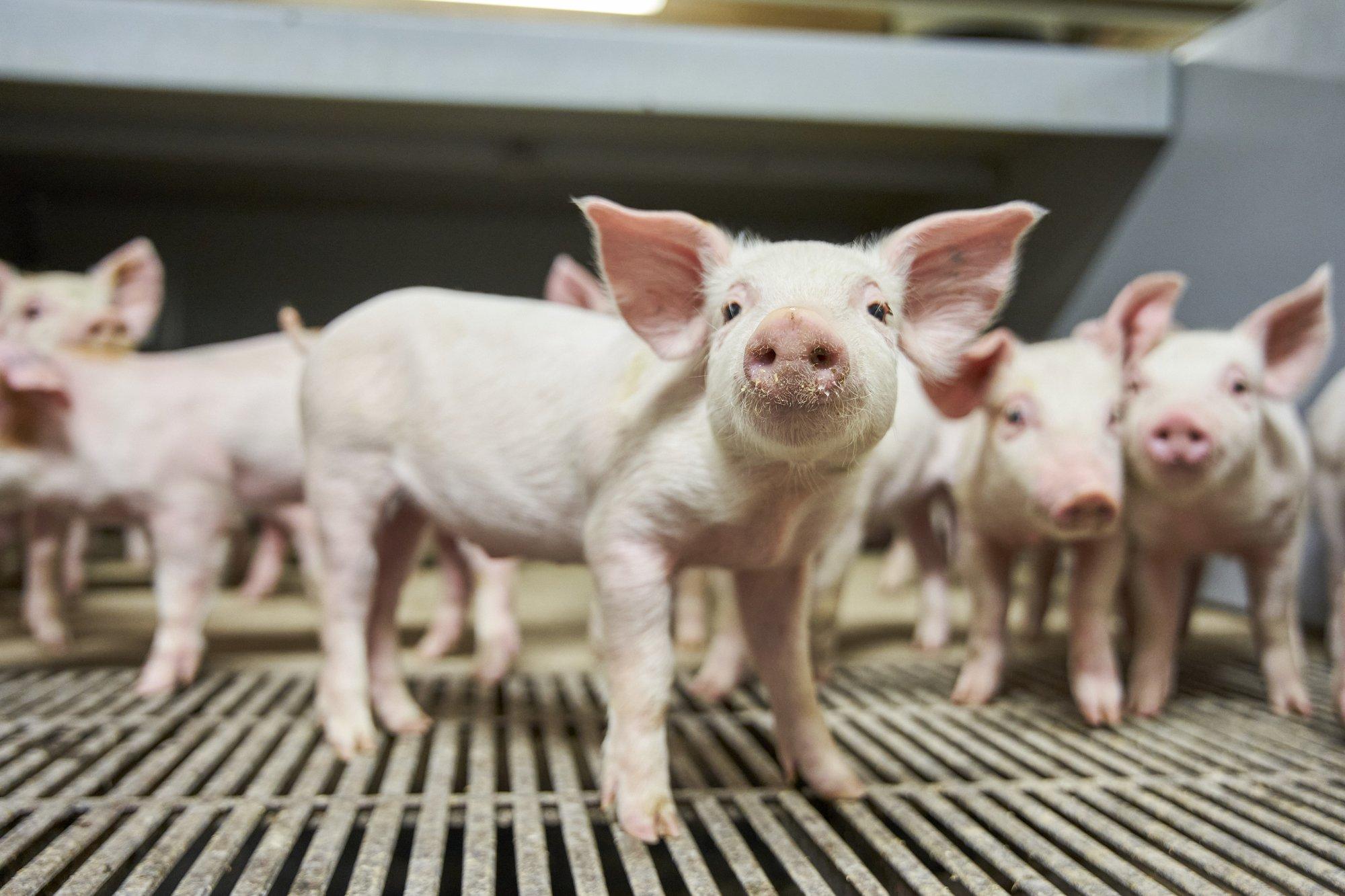 Sealiha hind kukub jõudsalt: kodumaised tootjad kardavad suu- ja sõrataudi tõttu suurt kahjumit