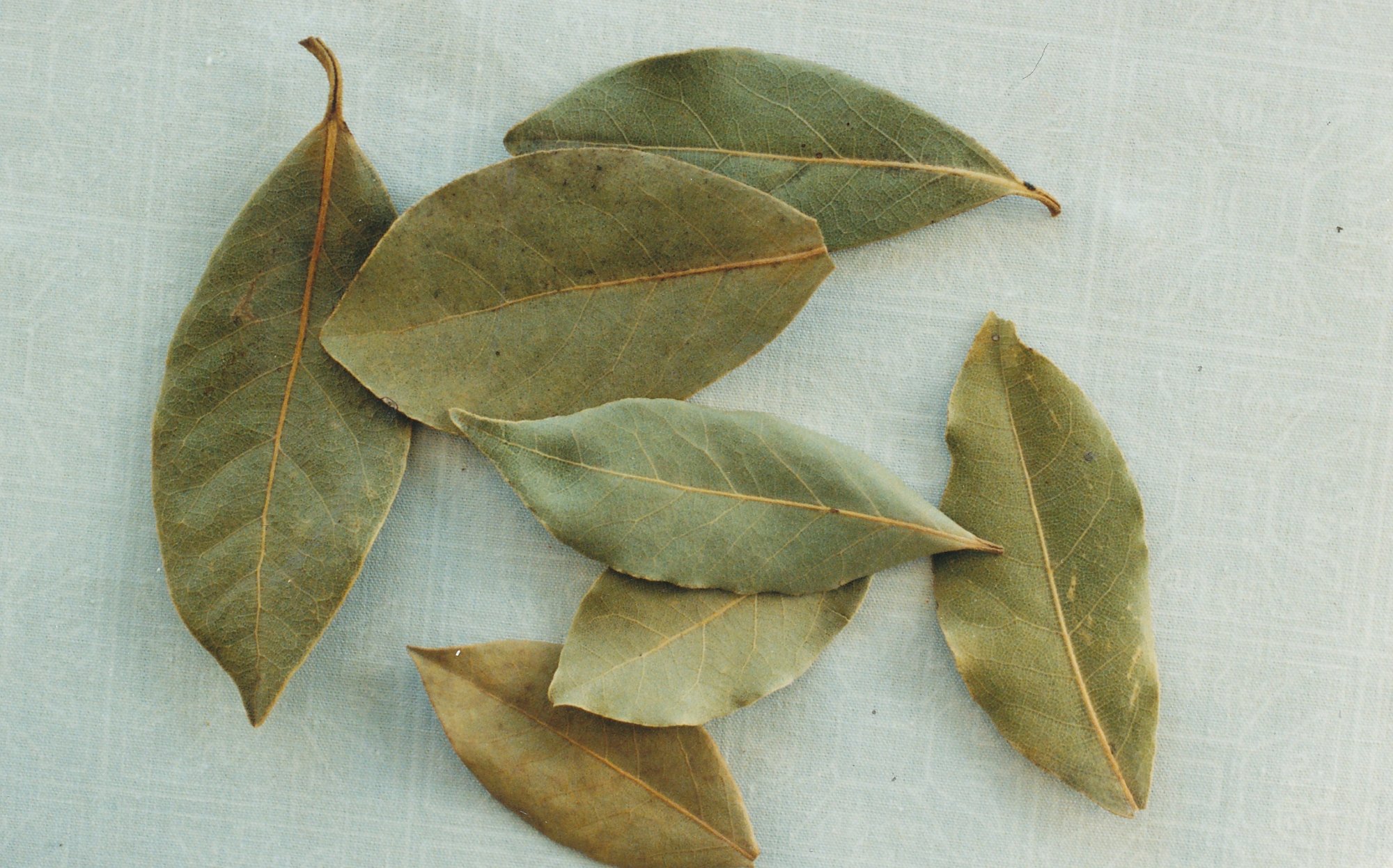 Köha-abi köögikapist! Aromaatne loorber aitab röga lahtistada ja leevendab piinavat köha