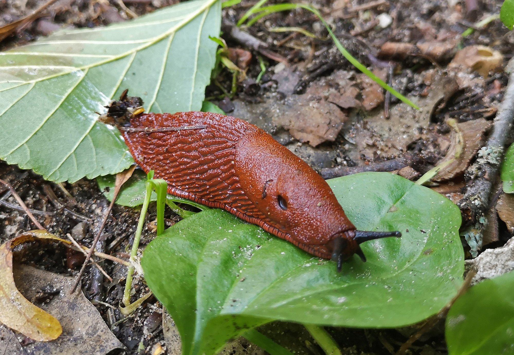 Hispaania teetigu tuleb hakata juba otsima ja hävitama. Vaata, kuidas seda efektiivselt teha!