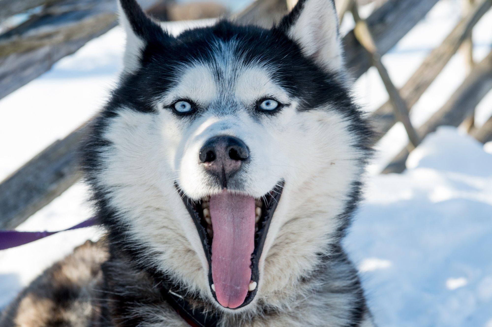 VIDEO | „Uluvad üksteise võidu.“ Naabrid on elumajade rajoonis haskide kasvataja peale pahased ja lahendust ei paista