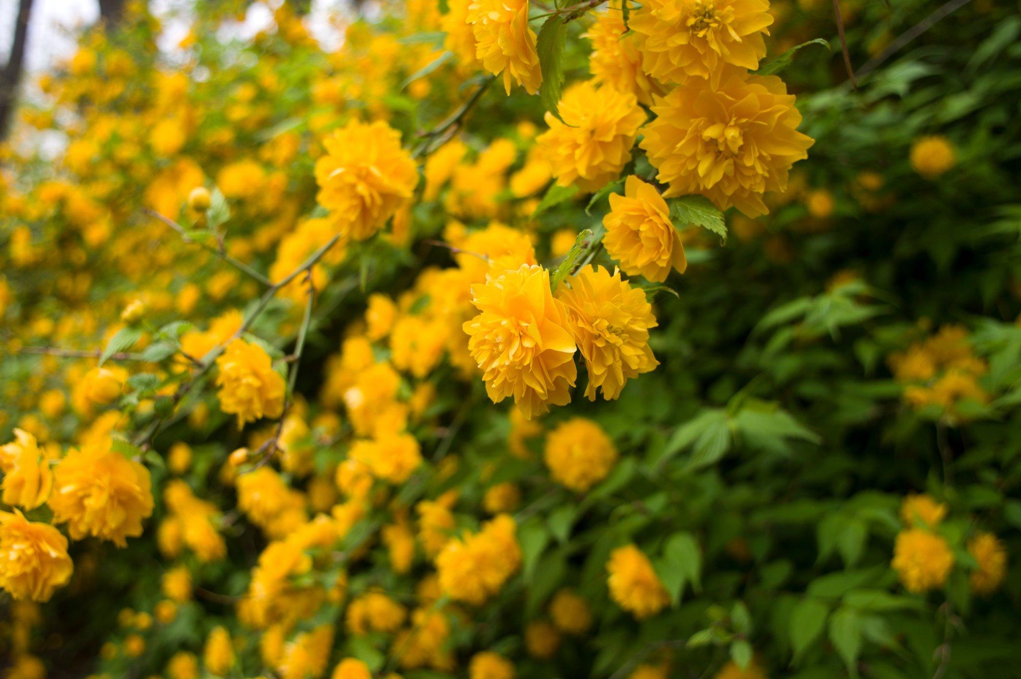 Kerria põõsad pakuvad silmailu nii suvel kui ka talvel