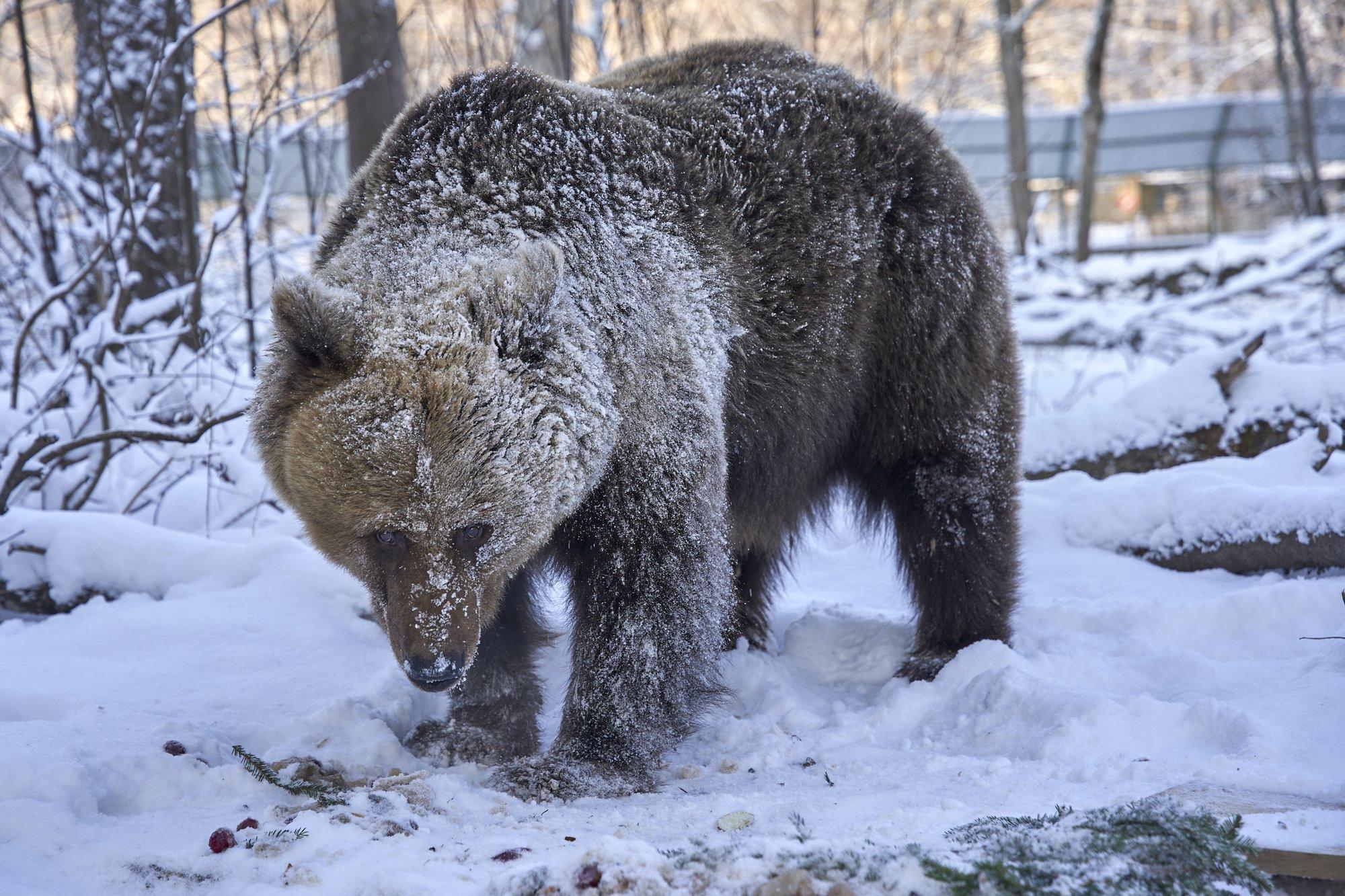 Karu ründas Slovakkias lapsi: neid päästis vaid vanemate vaprus