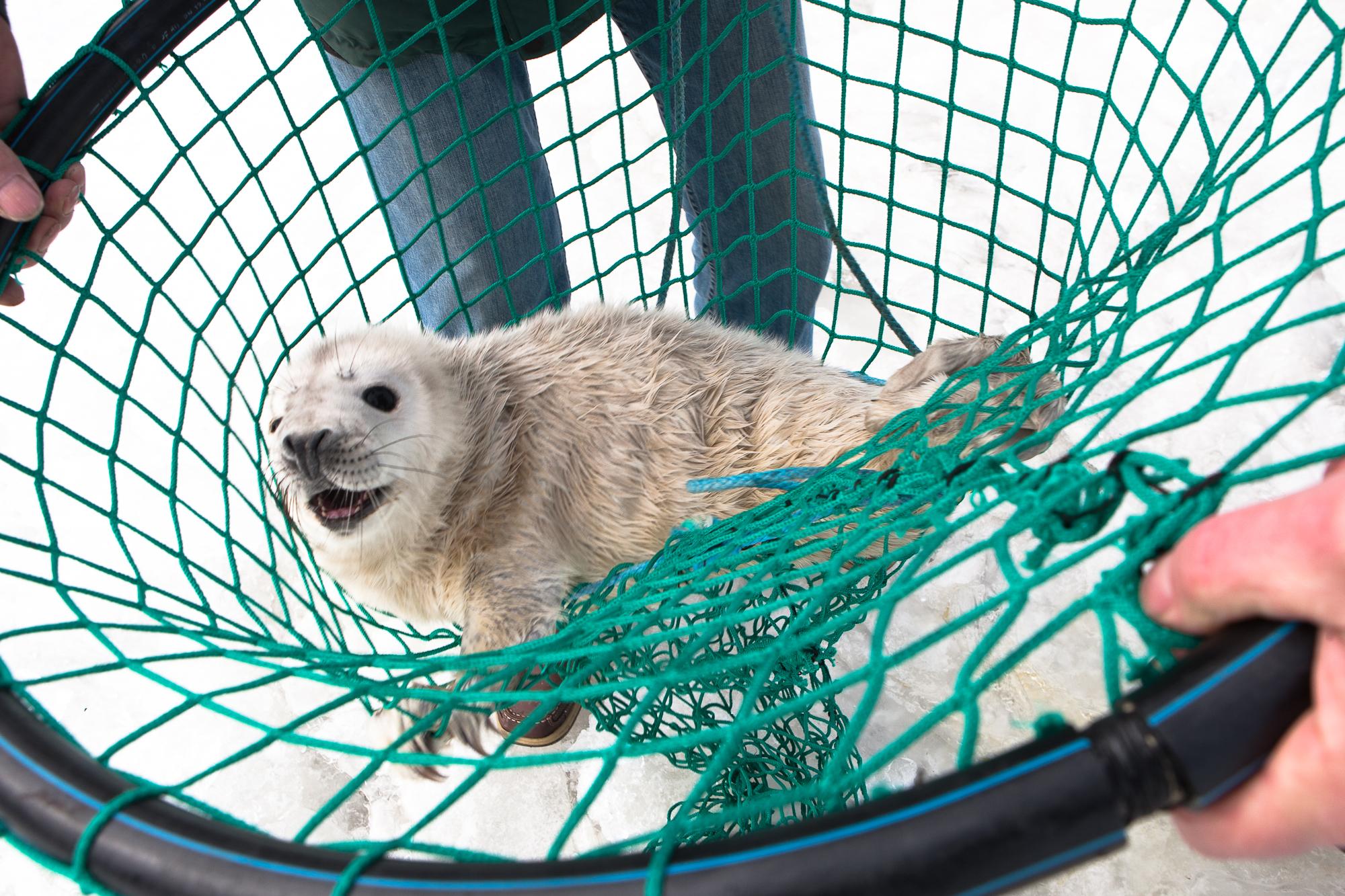Sel talvel võib hukkuda üle 60% hülgepoegadest. Miks?