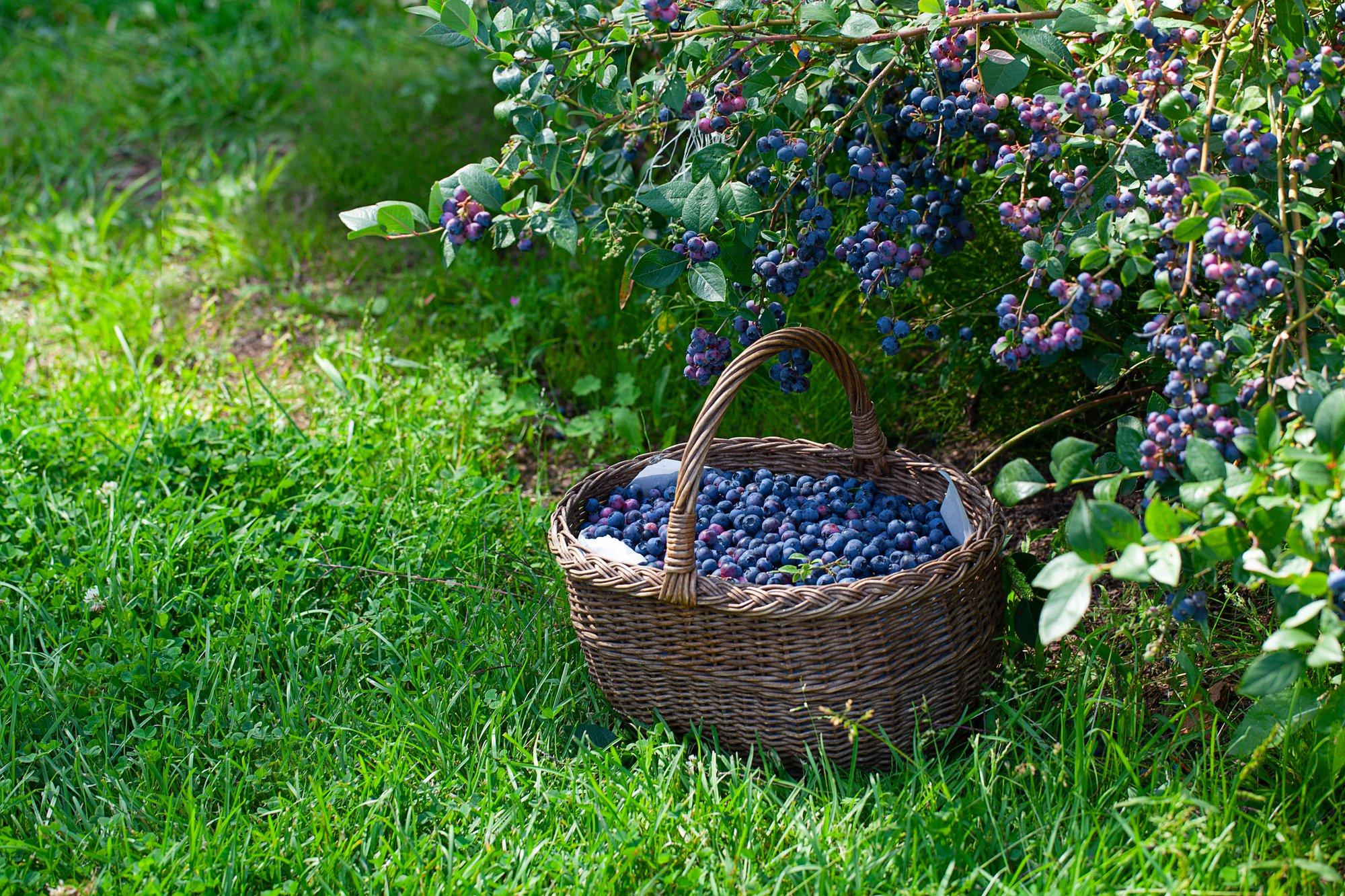 JUHIS | Tee ise mustikapeenar, mis mitukümmend aastat ämbrite viisi saaki annab