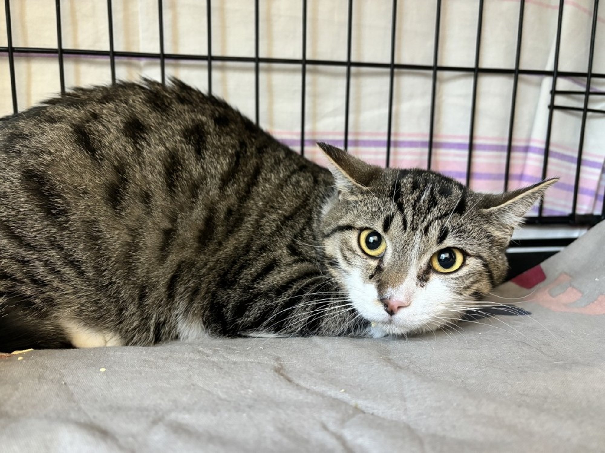 Noorel väikesel Fufikul avastati ohtlik terviseseisund