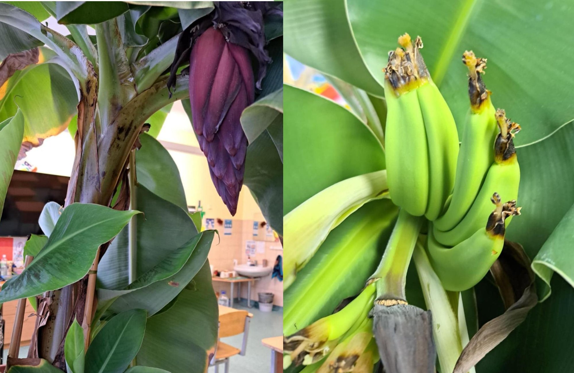 Regina kasvatab Leedus neljandat aastat banaane: need on maitsvamad kui poest ostetud