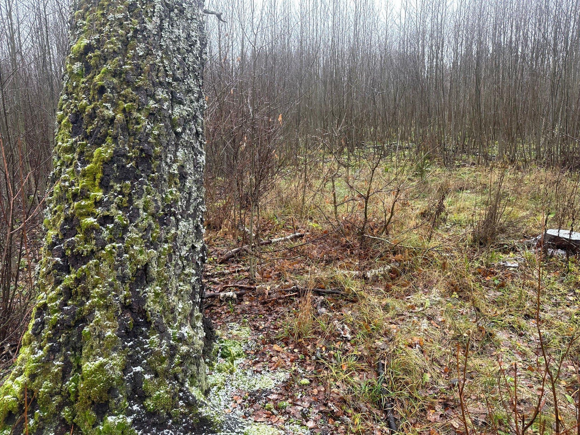 Hooldades metsa elurikkust säilitades on metsaomanikul vaid võita