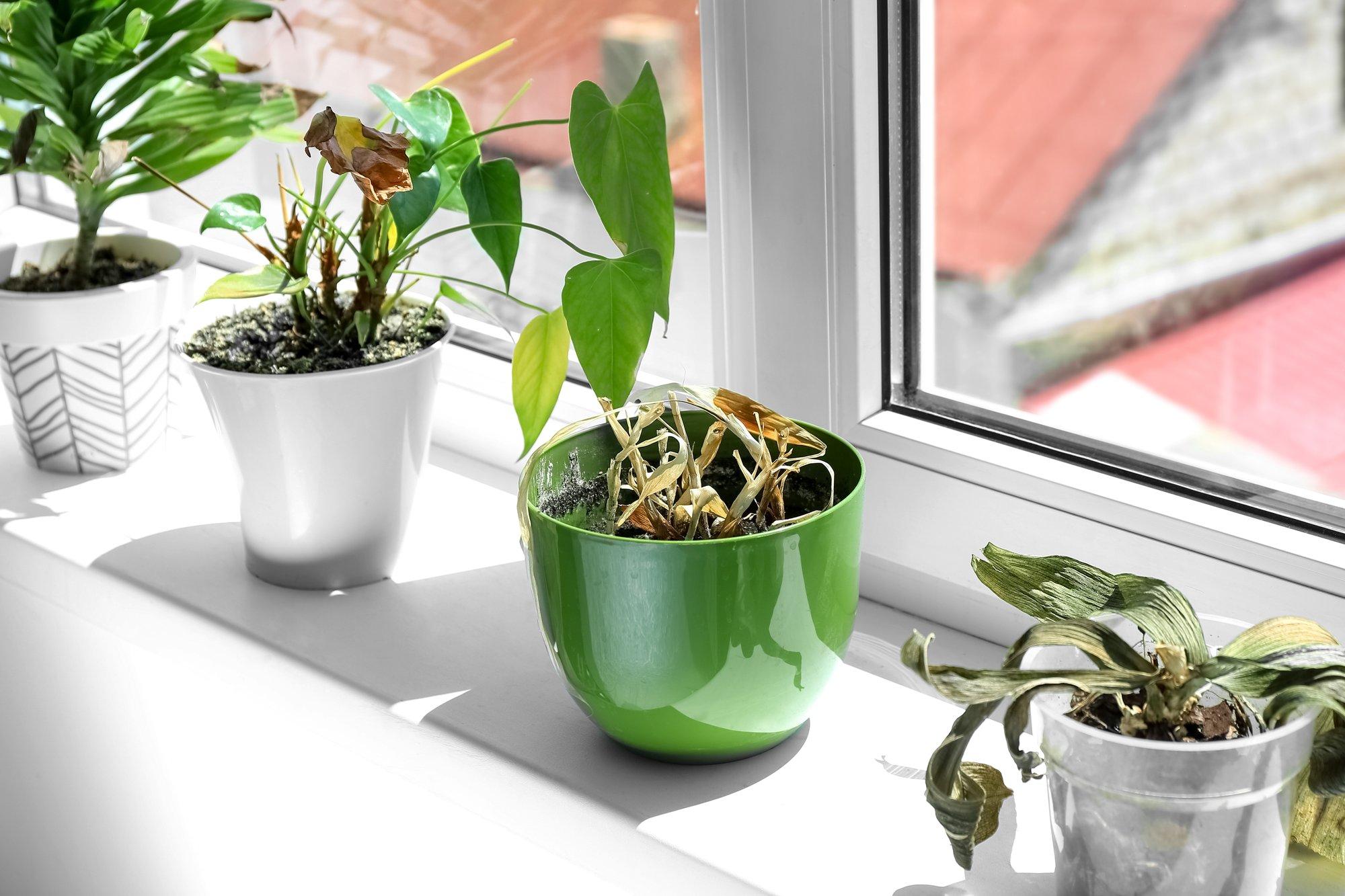 Häid nippe, kuidas närbunud toataim uuesti elule turgutada