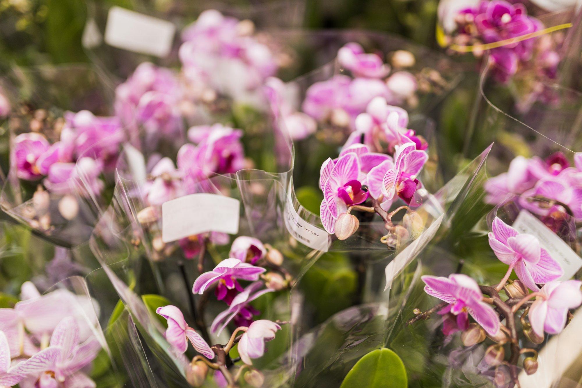 Kas ostetud toataim tuleks poest koju toomise järel ümber istutada?