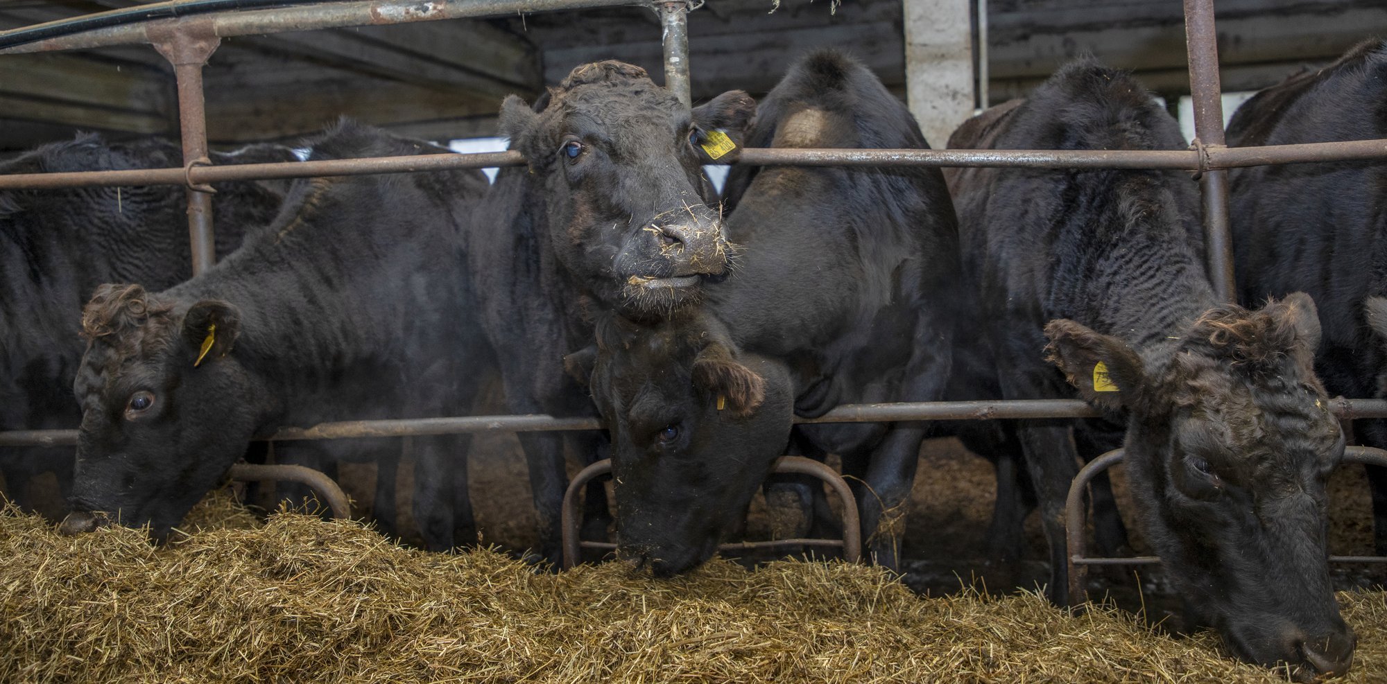 Äärmiselt nakkav loomataud levib – Eesti peab olema valmis