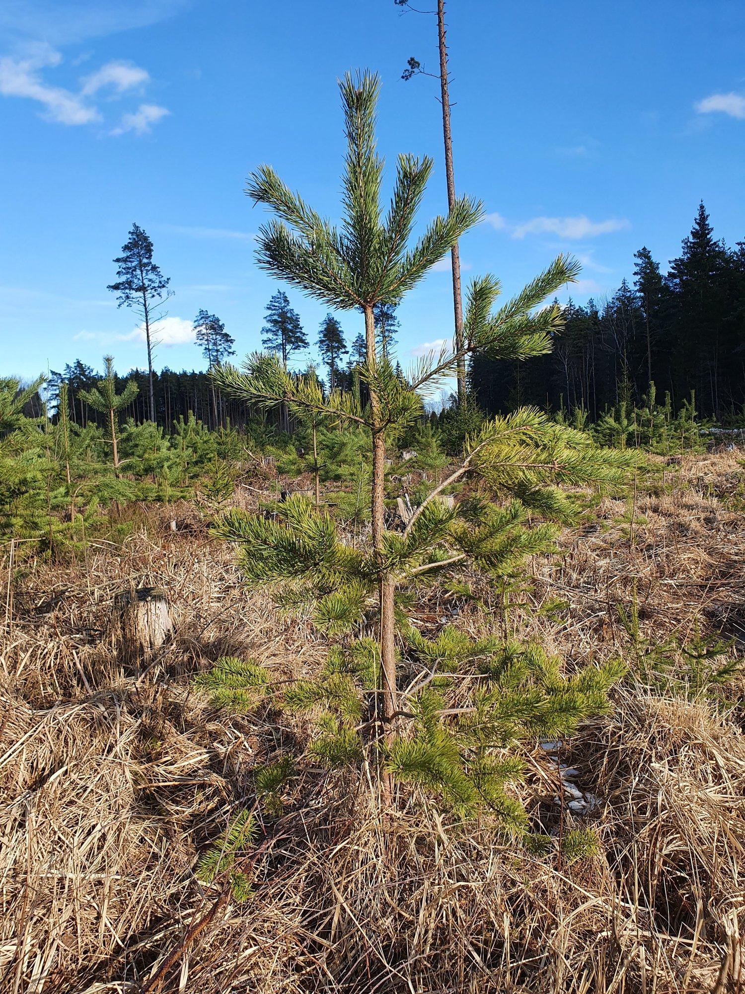 Rootsi uuring: metsa uuendamisel teevad tulemuse maapinna ettevalmistus ja istutamine