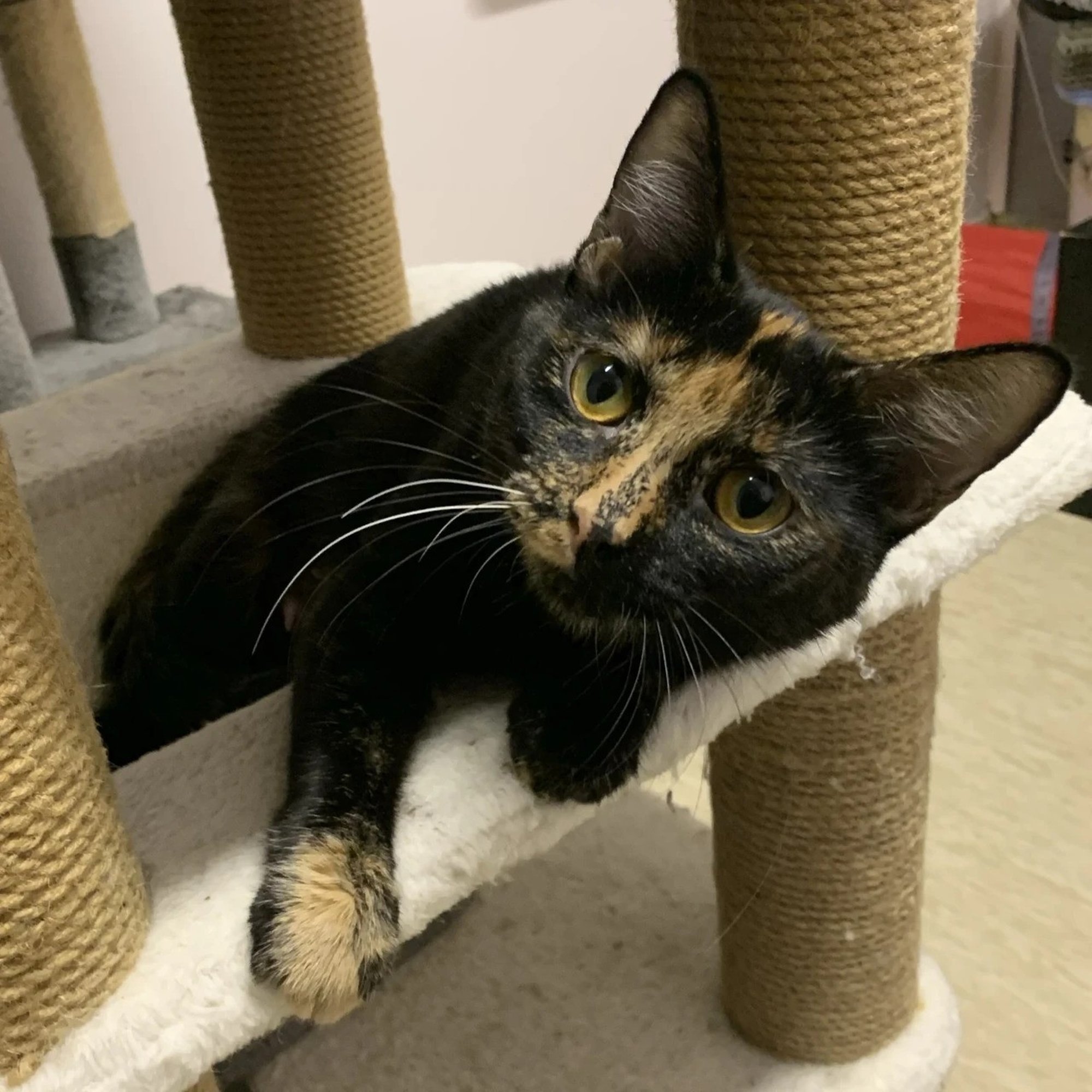 TAHAKS KOJU | Keti soovib olla pere üks ja ainus vurruline