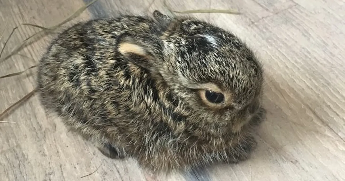 Metsloomaühing palub leitud jänesepoegi mitte puutuda